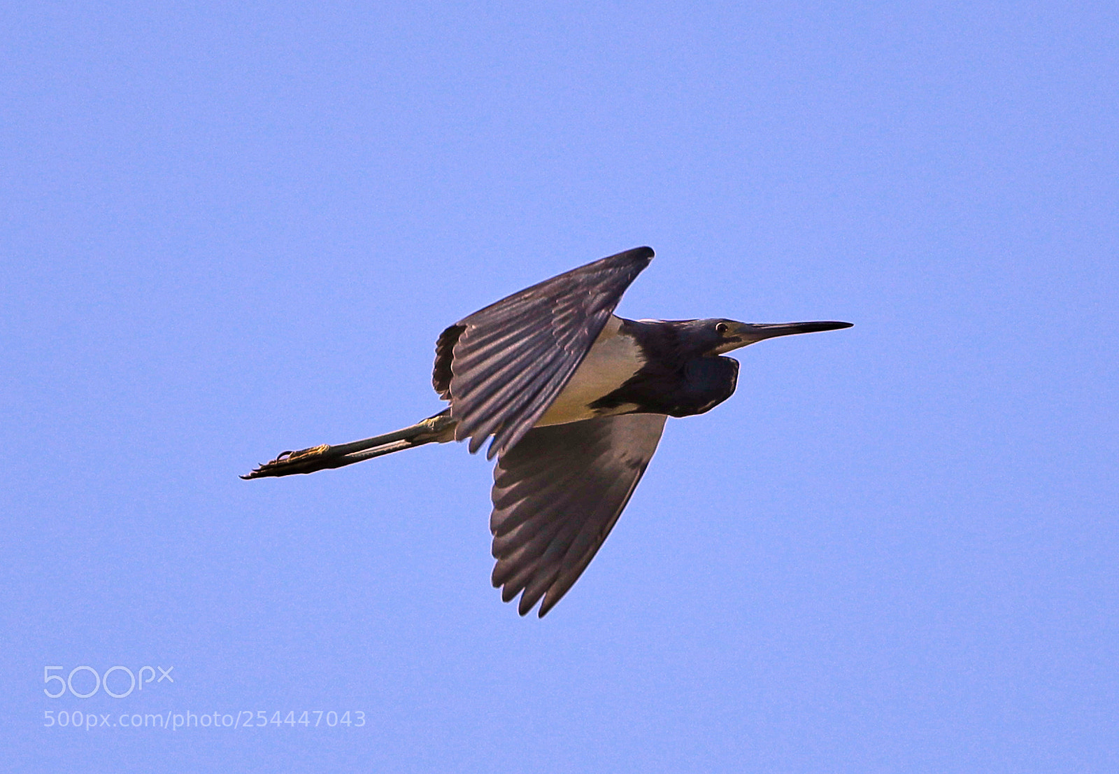 Canon EOS-1D X Mark II sample photo. 04-20-18-0013647.jpg photography