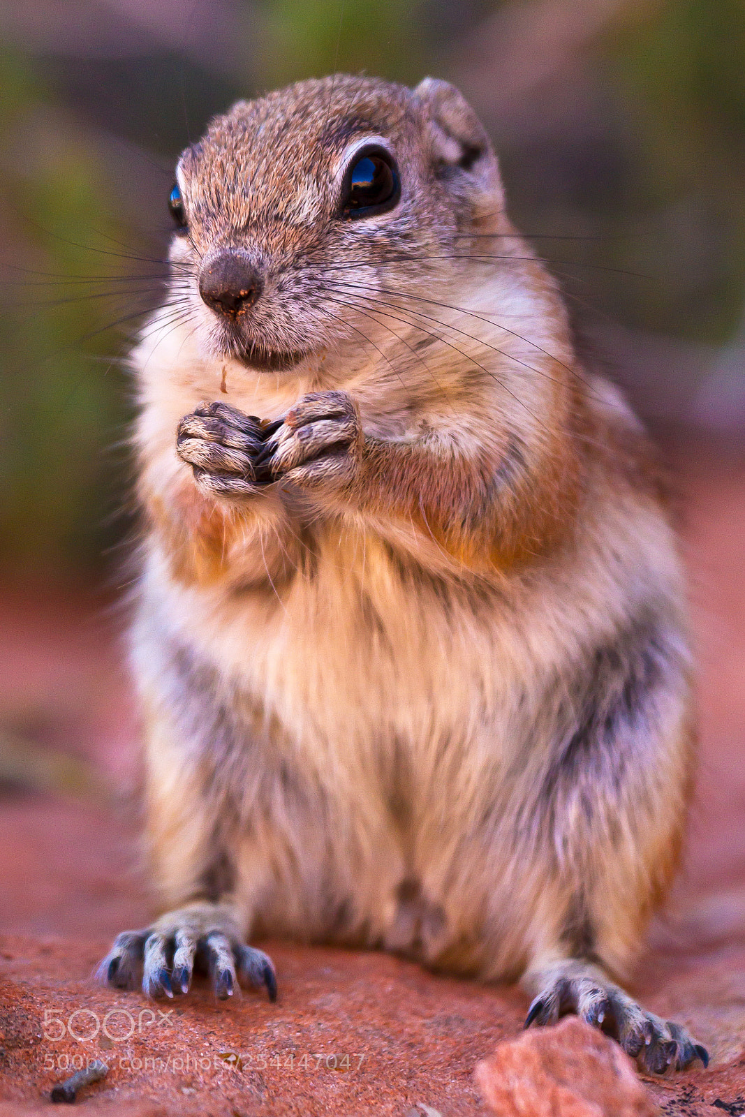 Canon EOS 7D sample photo. White tailed antelope squirrel photography