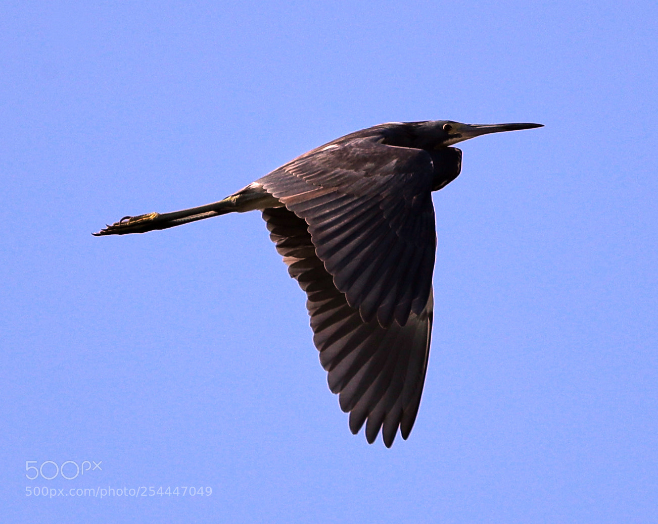 Canon EOS-1D X Mark II sample photo. 04-20-18-0013646.jpg photography