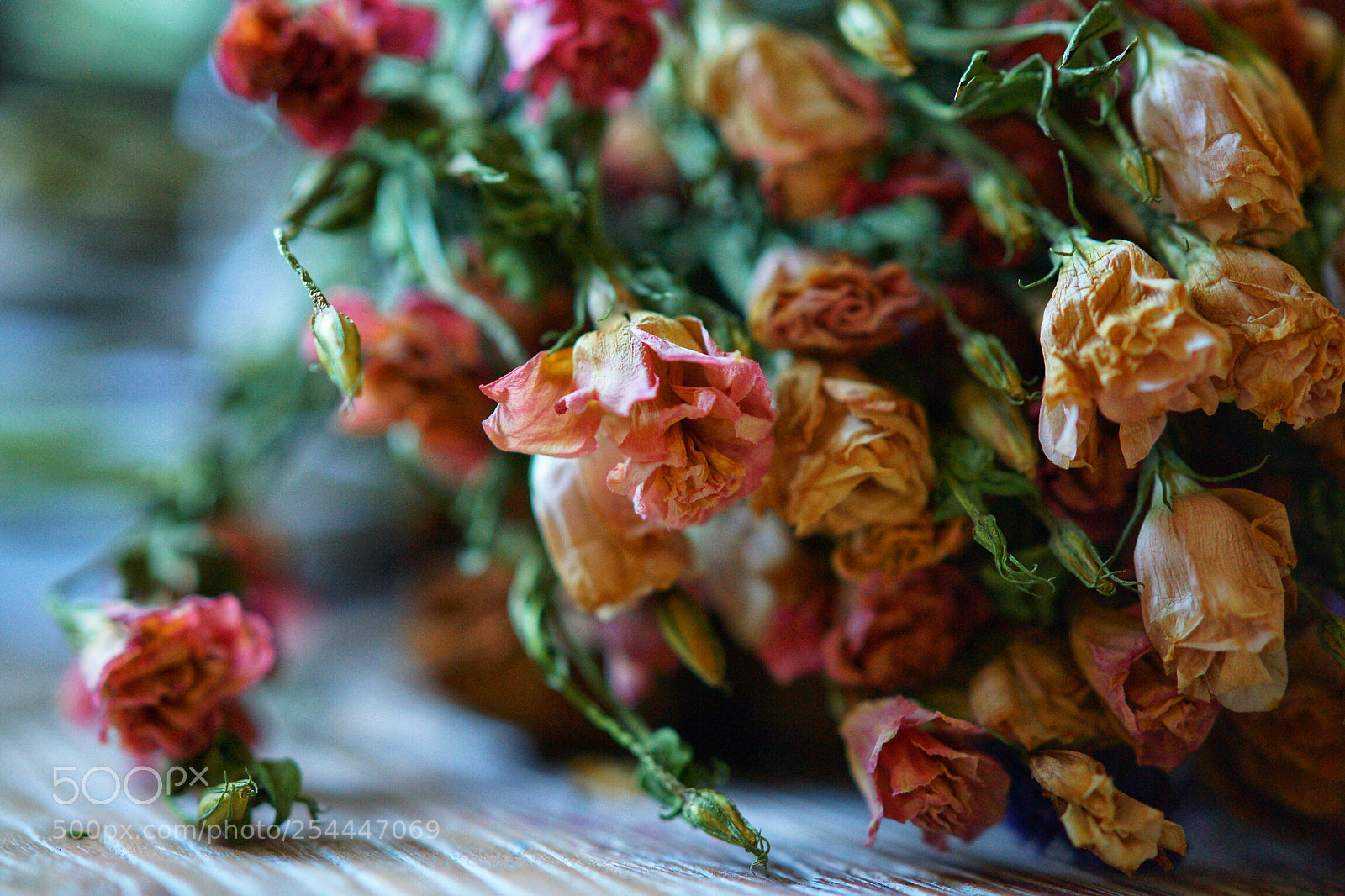 Sony Alpha DSLR-A850 sample photo. Untitled photography