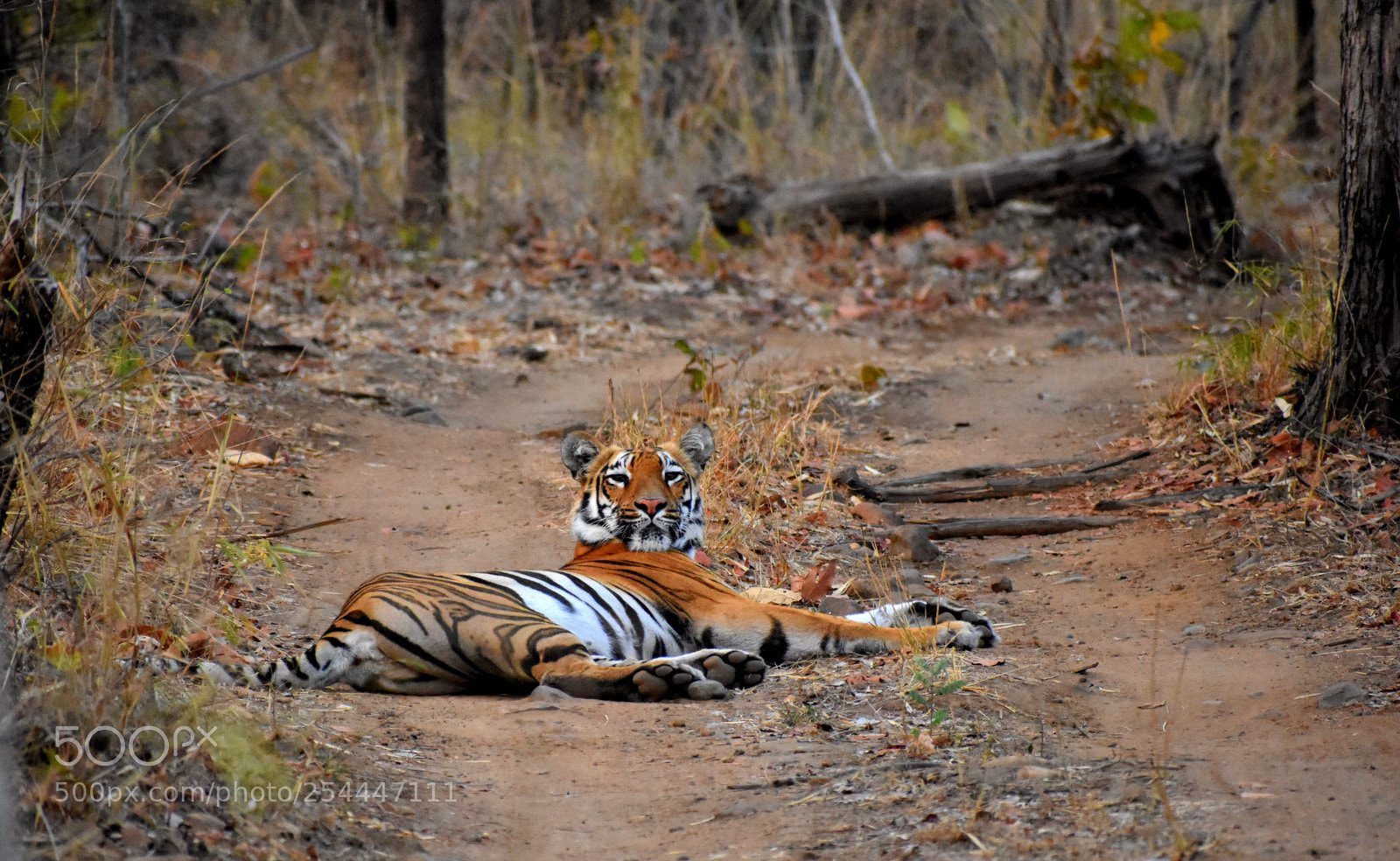 Nikon D7200 sample photo. Bengal tiger photography