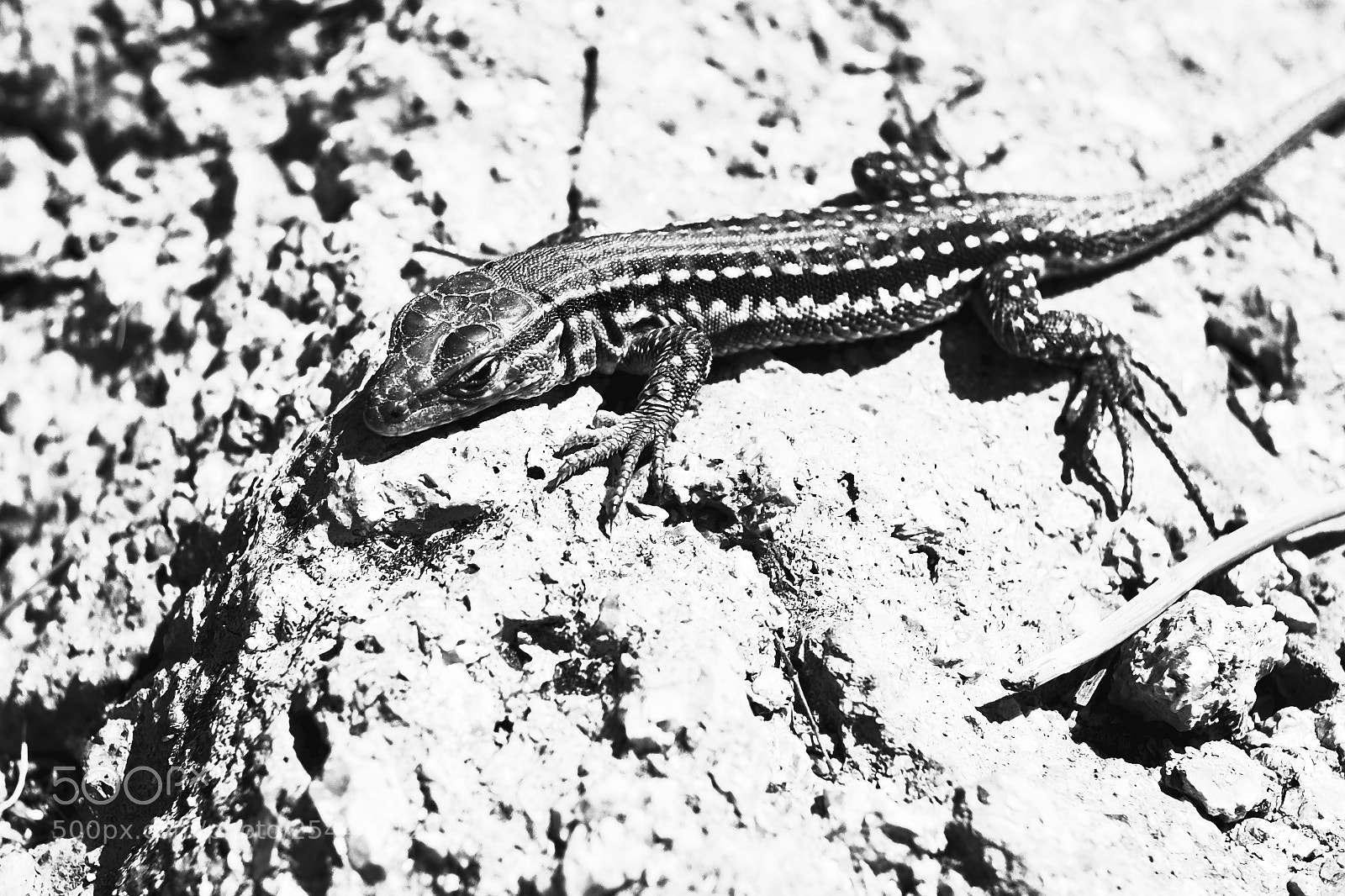 Fujifilm X70 sample photo. Title photography