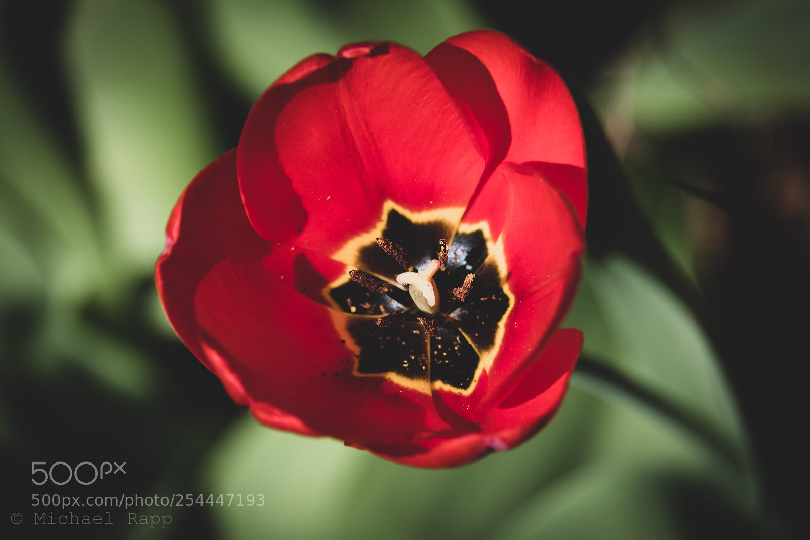 Fujifilm X-T2 sample photo. Tulip blossom  photography