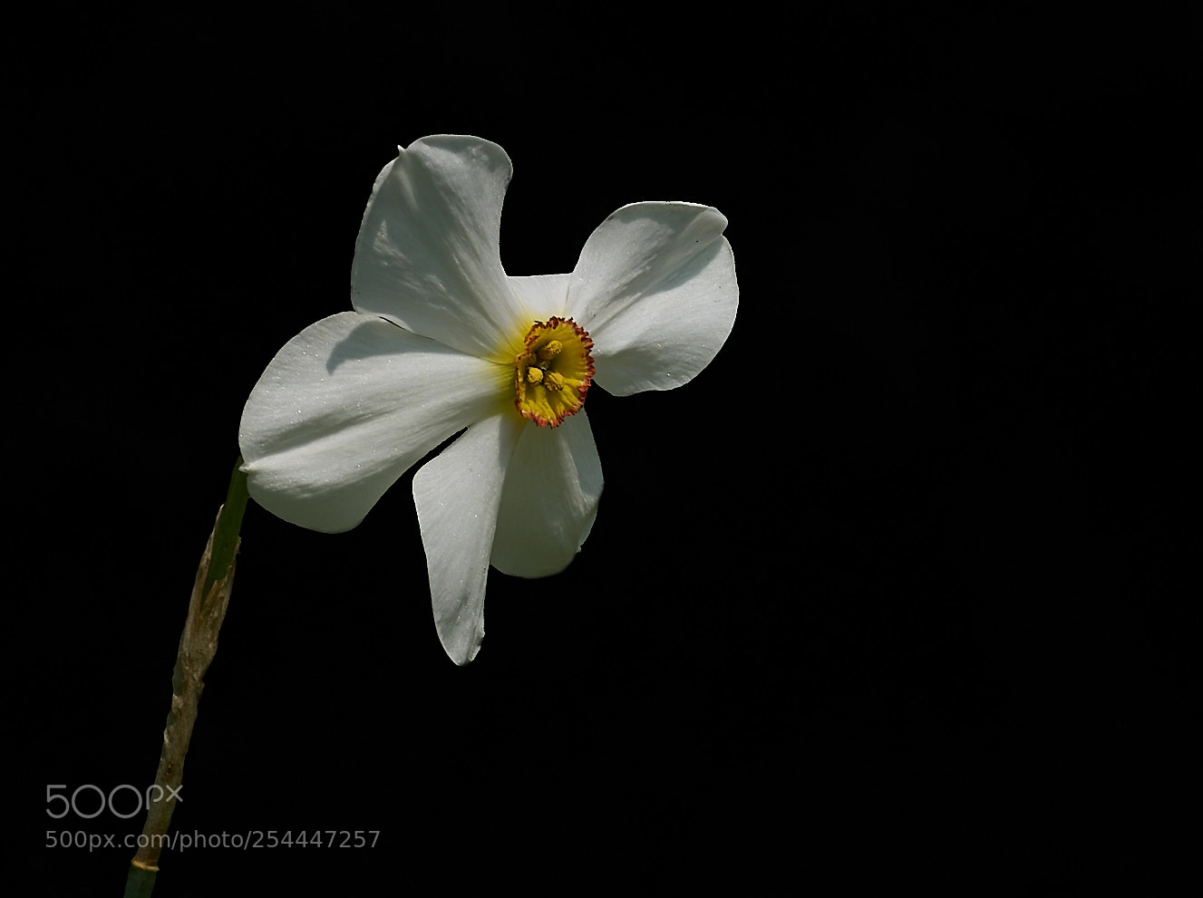 Sony ILCA-77M2 sample photo. ... photography