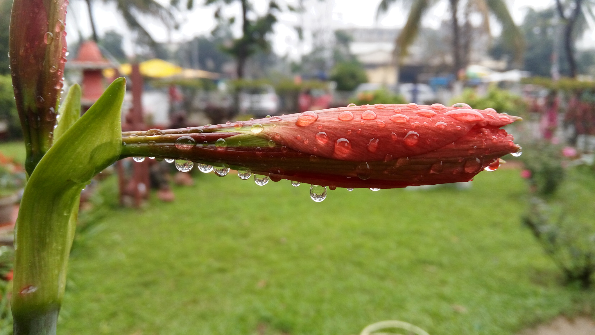 Lenovo VIBE X3 LITE sample photo. Water droplets photography