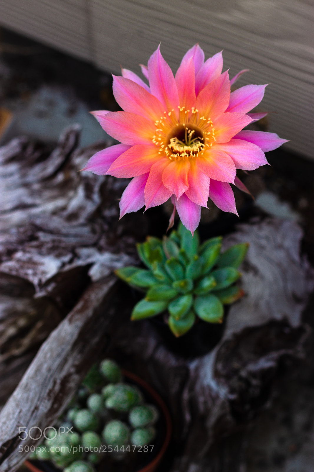 Canon EOS 600D (Rebel EOS T3i / EOS Kiss X5) sample photo. Starburst cactus bloom w photography