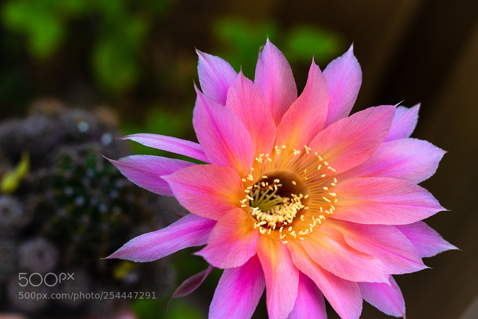 Canon EOS 600D (Rebel EOS T3i / EOS Kiss X5) sample photo. Starburst cactus bloom photography