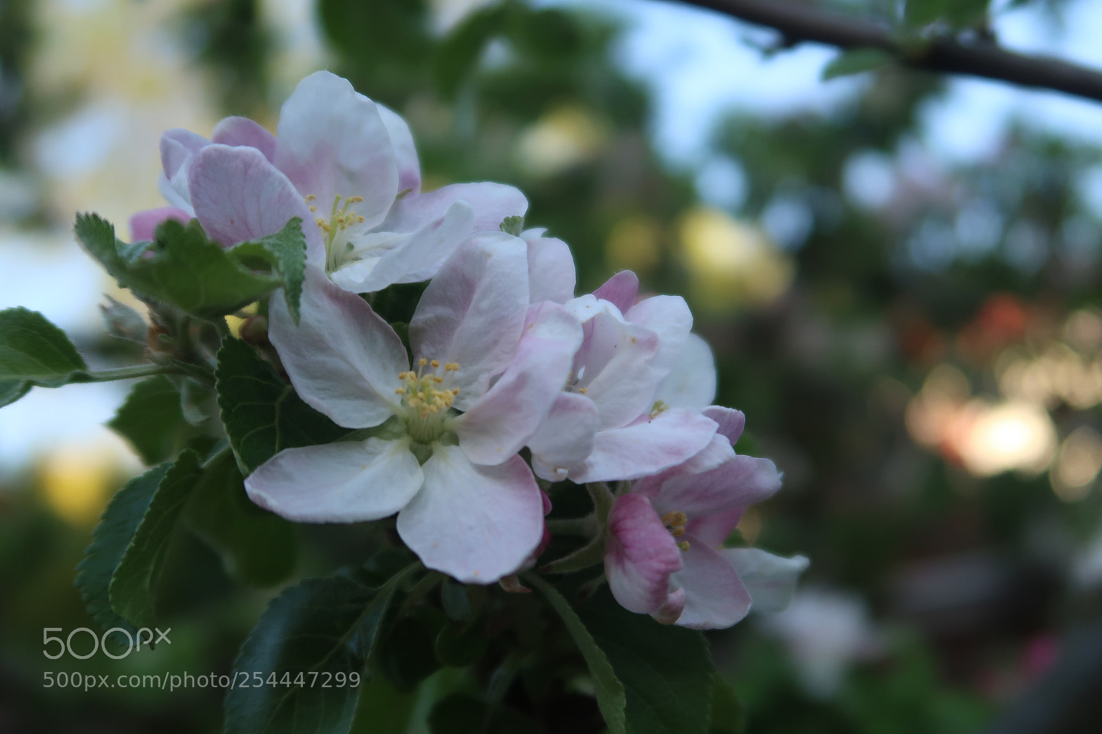 Canon PowerShot G7 X Mark II sample photo. Spring photography
