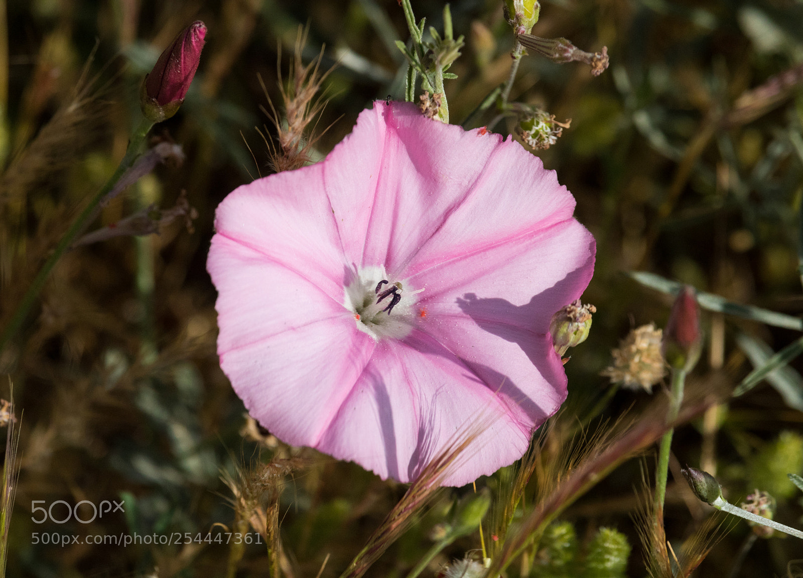 Canon EOS 750D (EOS Rebel T6i / EOS Kiss X8i) sample photo. Morning glory flower photography