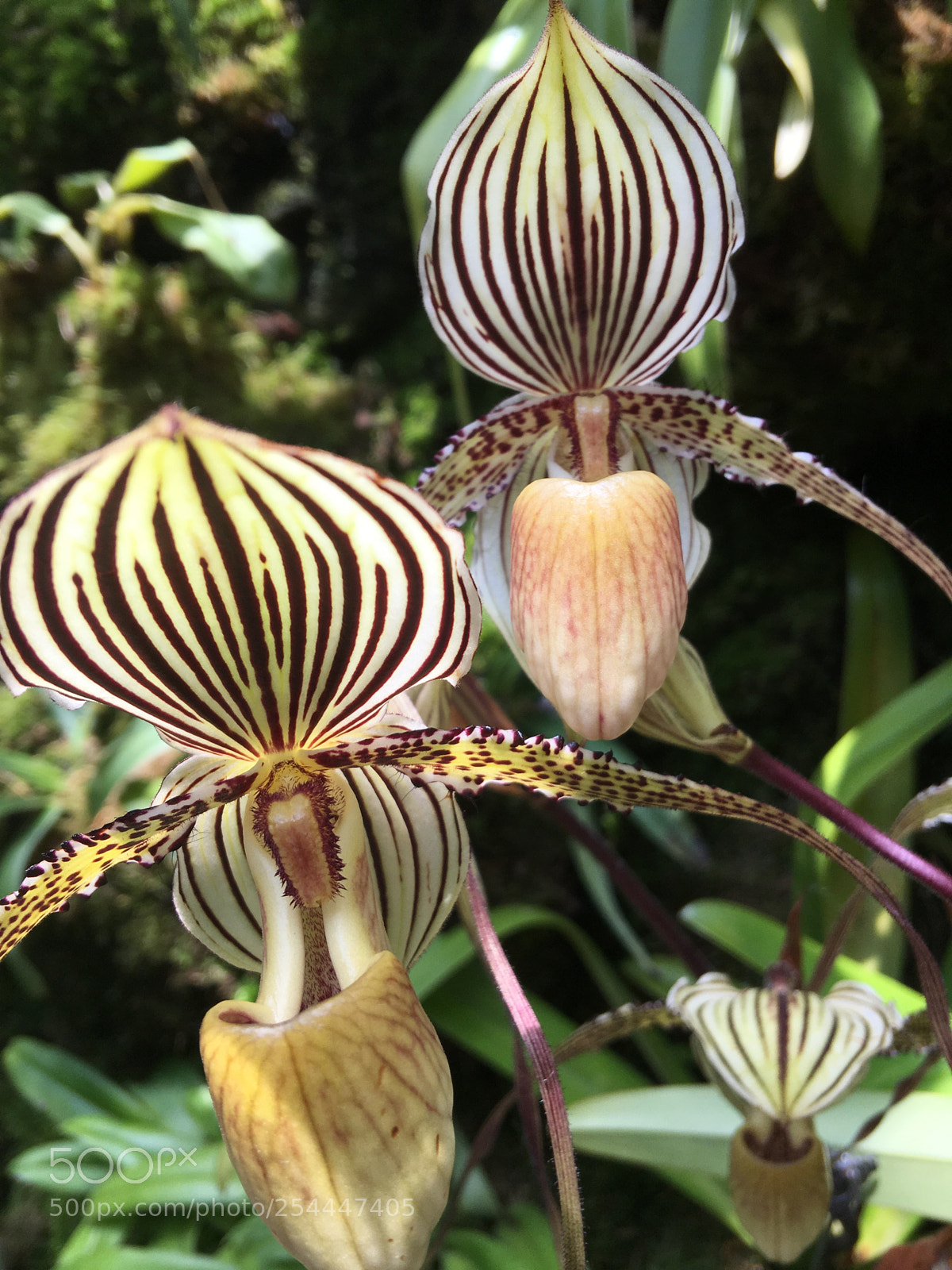 Apple iPhone 6s Plus sample photo. Spider orchids  photography