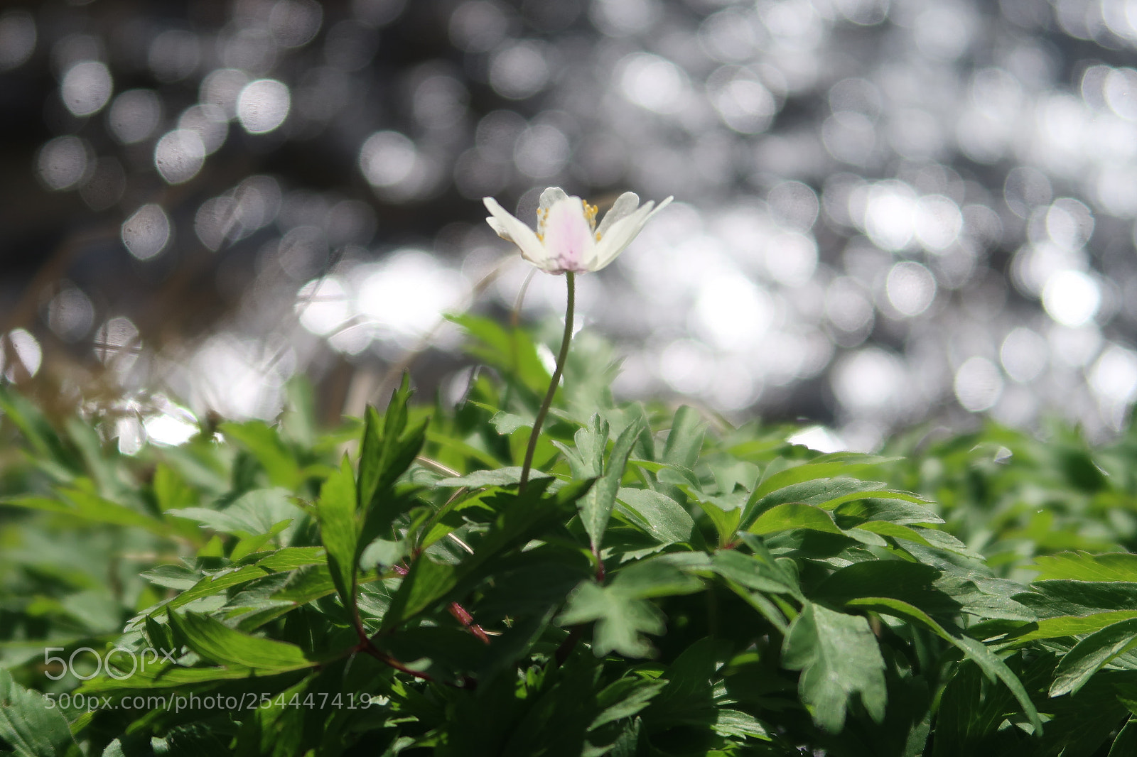 Canon PowerShot G7 X Mark II sample photo. Flower with wonderful bokeh photography