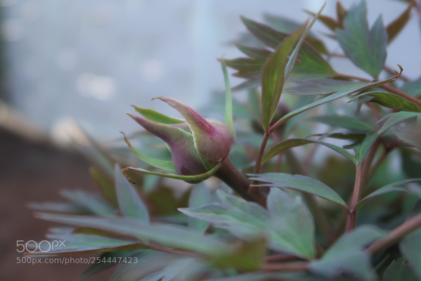 Canon PowerShot G7 X Mark II sample photo. Spring photography
