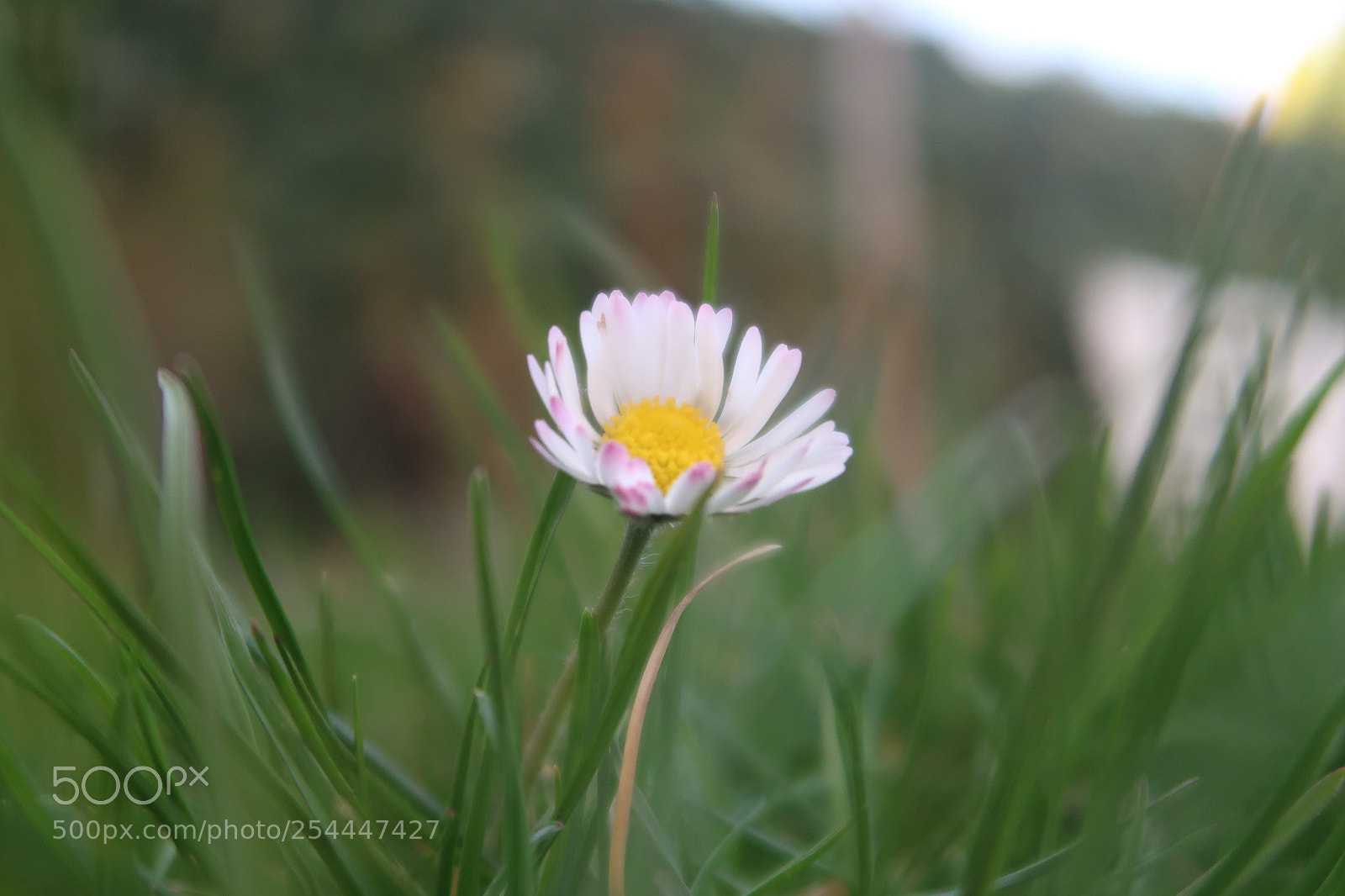 Canon PowerShot G7 X Mark II sample photo. Daisy photography