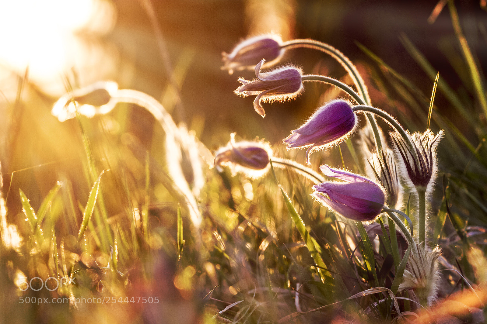 Canon EOS 7D sample photo. Concave in bloom photography