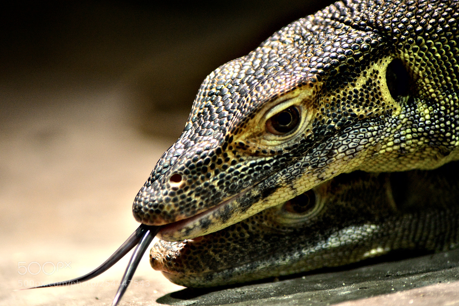 Nikon D5200 sample photo. Forked tongue photography