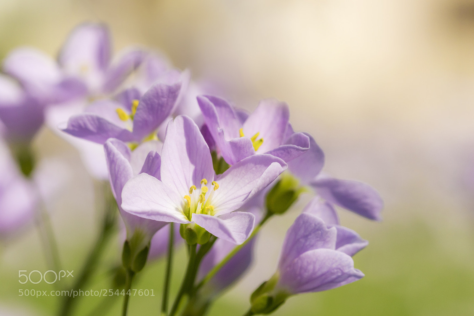 Canon EOS 7D Mark II sample photo. Frühlingsblümchen photography