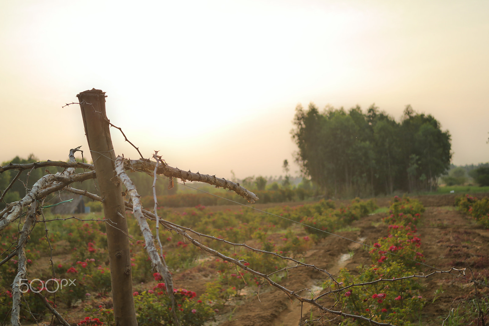 Samsung NX2000 sample photo. Rose field, belthur photography