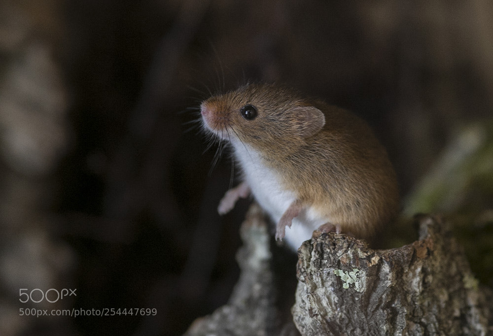 Canon EOS-1D X sample photo. A73z3410-1.jpg photography