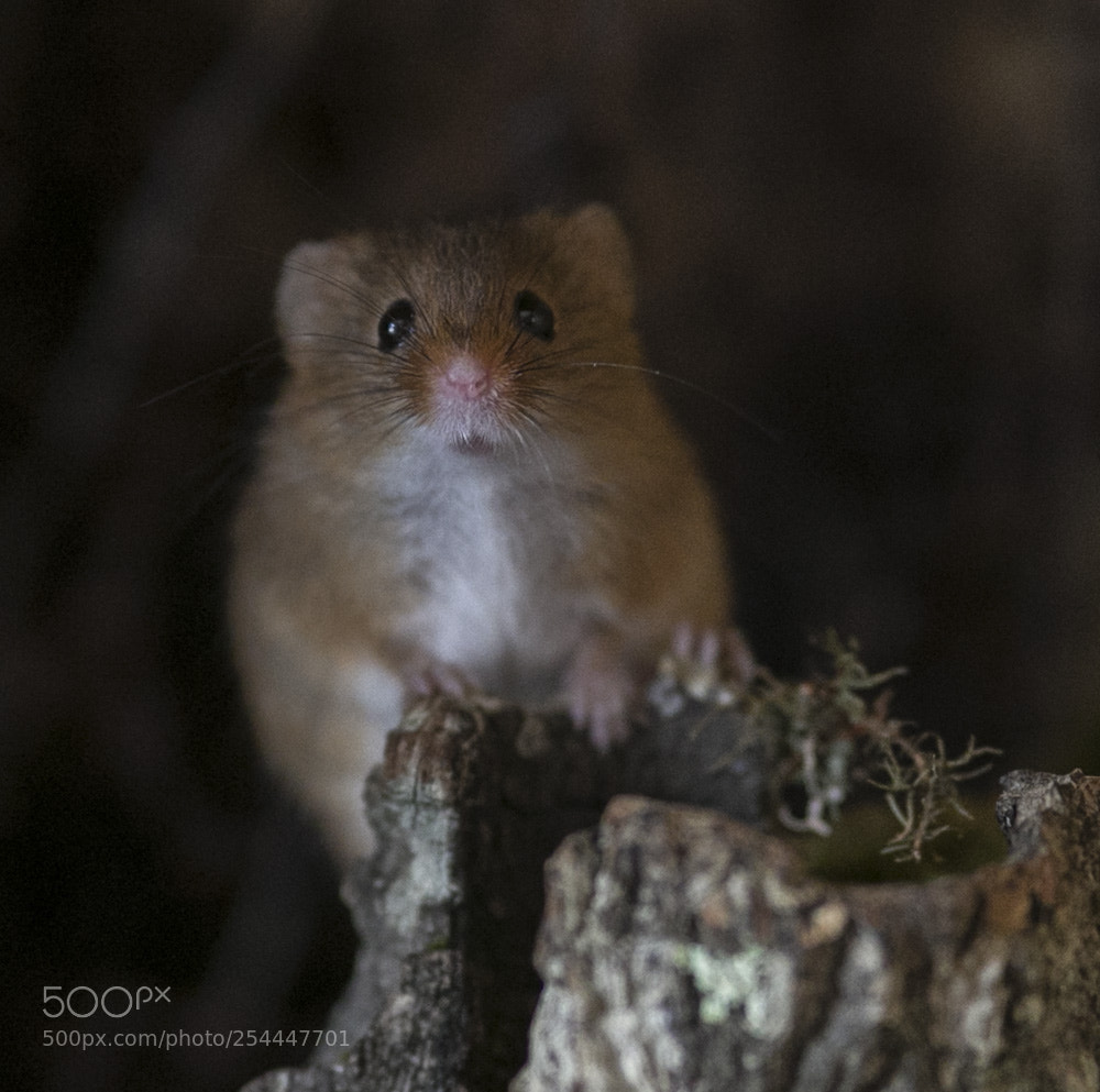 Canon EOS-1D X sample photo. A73z3466-1.jpg photography