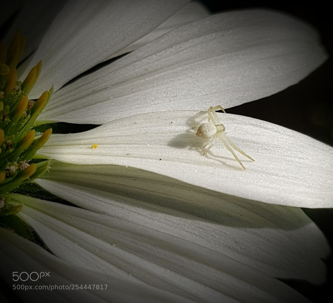 Samsung Galaxy S8+ sample photo. White spider's home photography