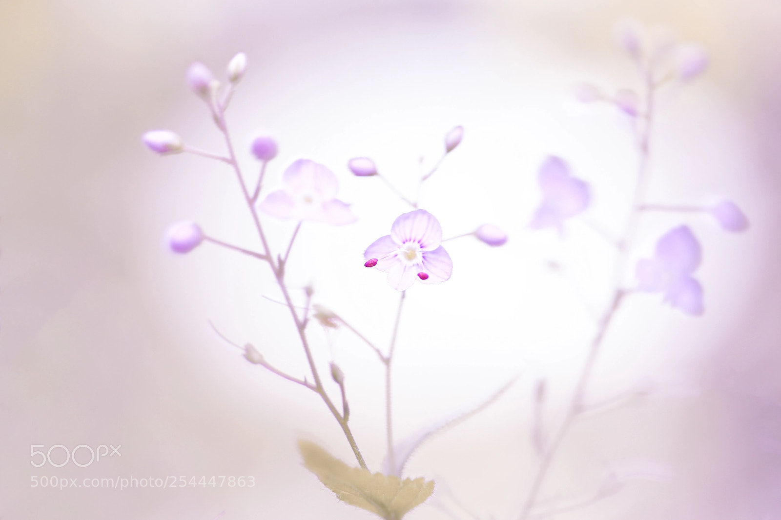 Canon EOS 5D Mark IV sample photo. Fade to purple photography