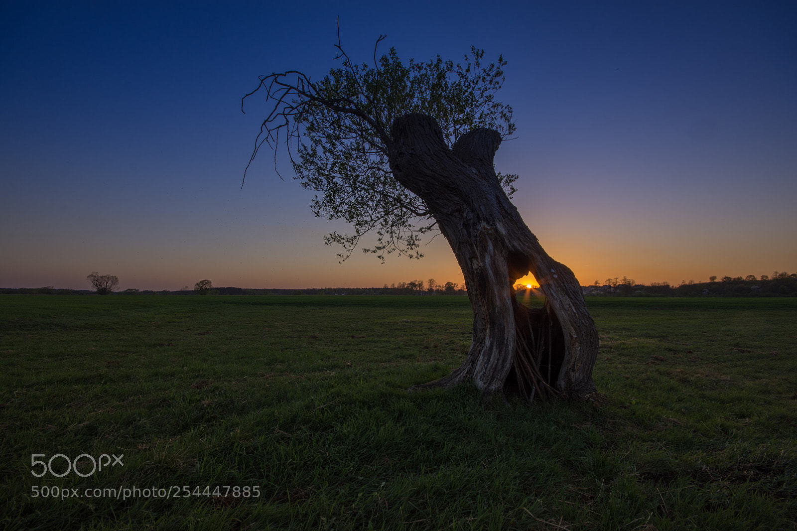 Nikon D7200 sample photo. Sunset tree photography