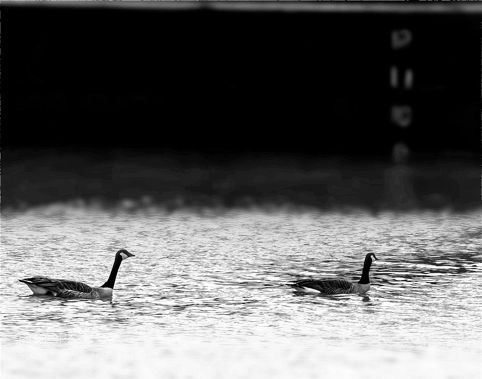 Nikon D5300 sample photo. Geese river edited photography