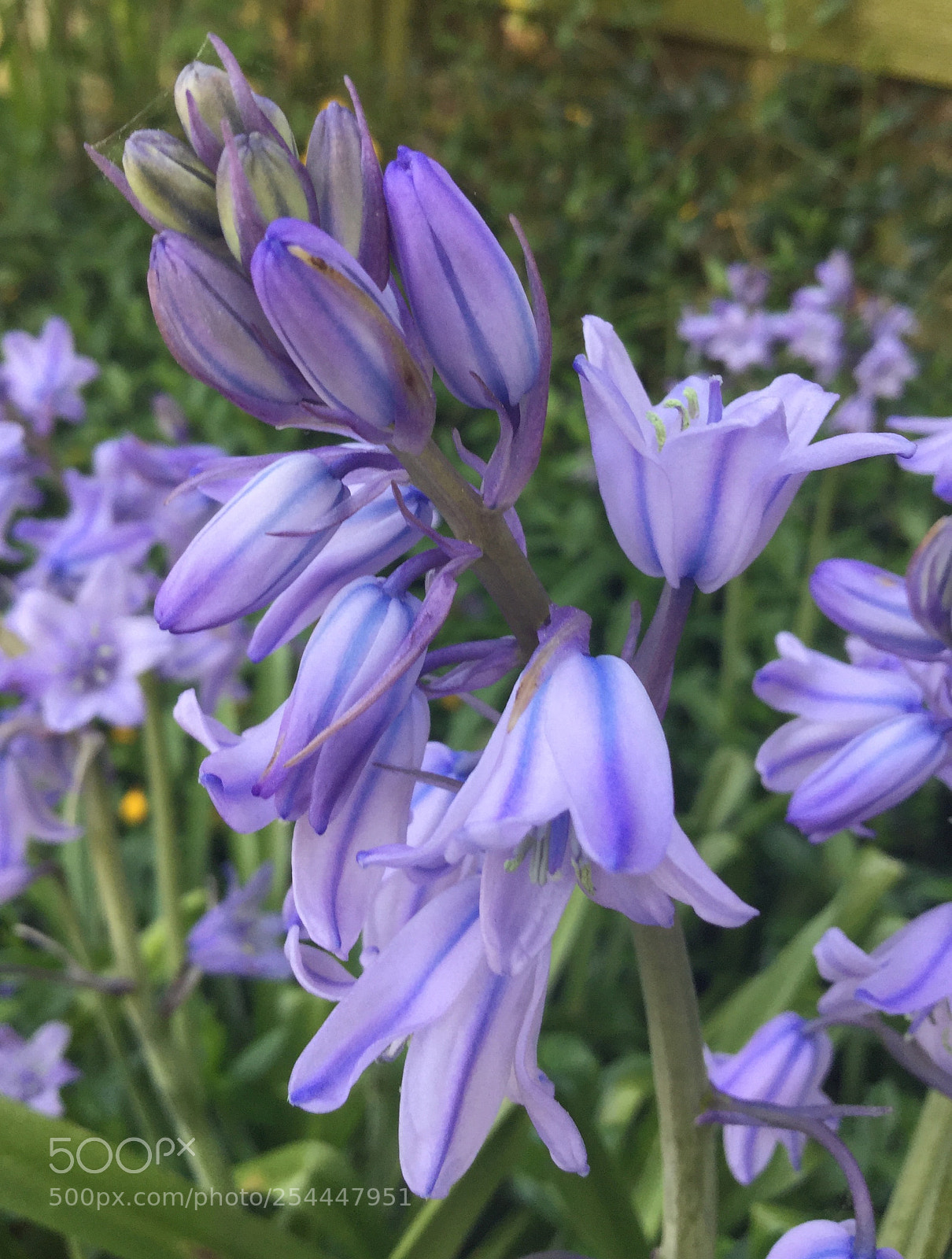 Apple iPod touch sample photo. Beautiful bluebells photography