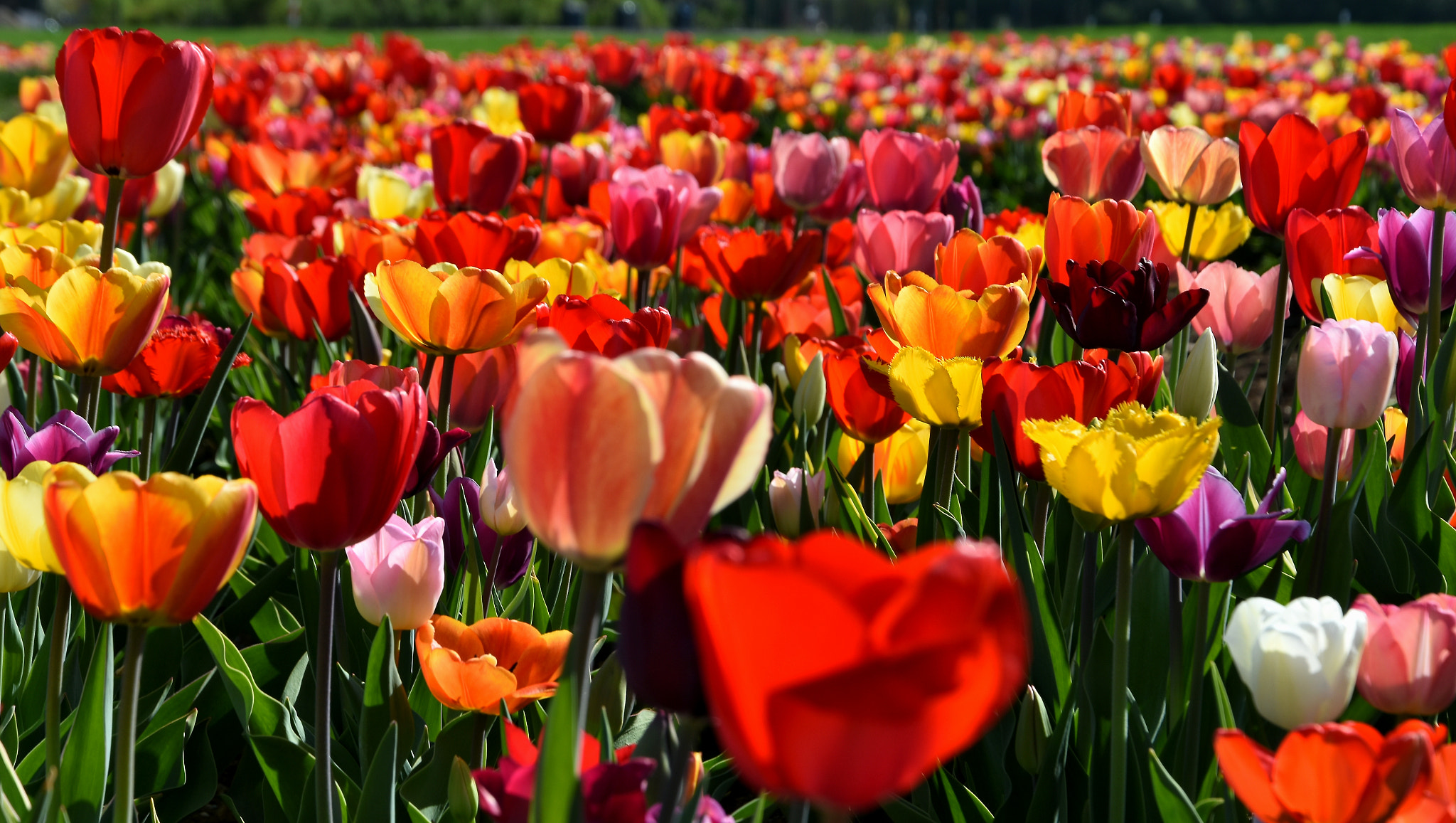 Nikon D7200 sample photo. The colours of the spring photography