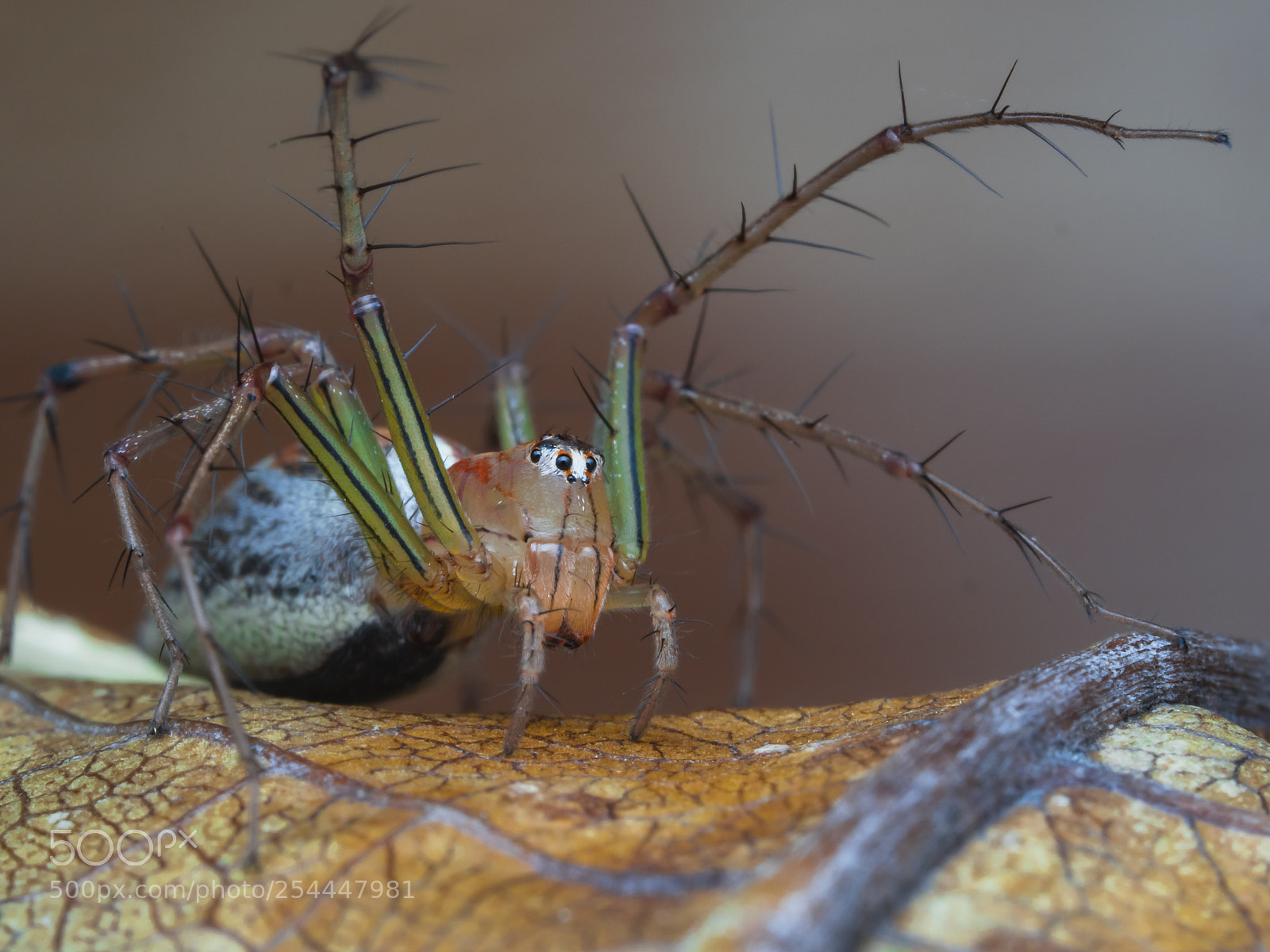 Olympus PEN-F sample photo. Striped lynx spider photography