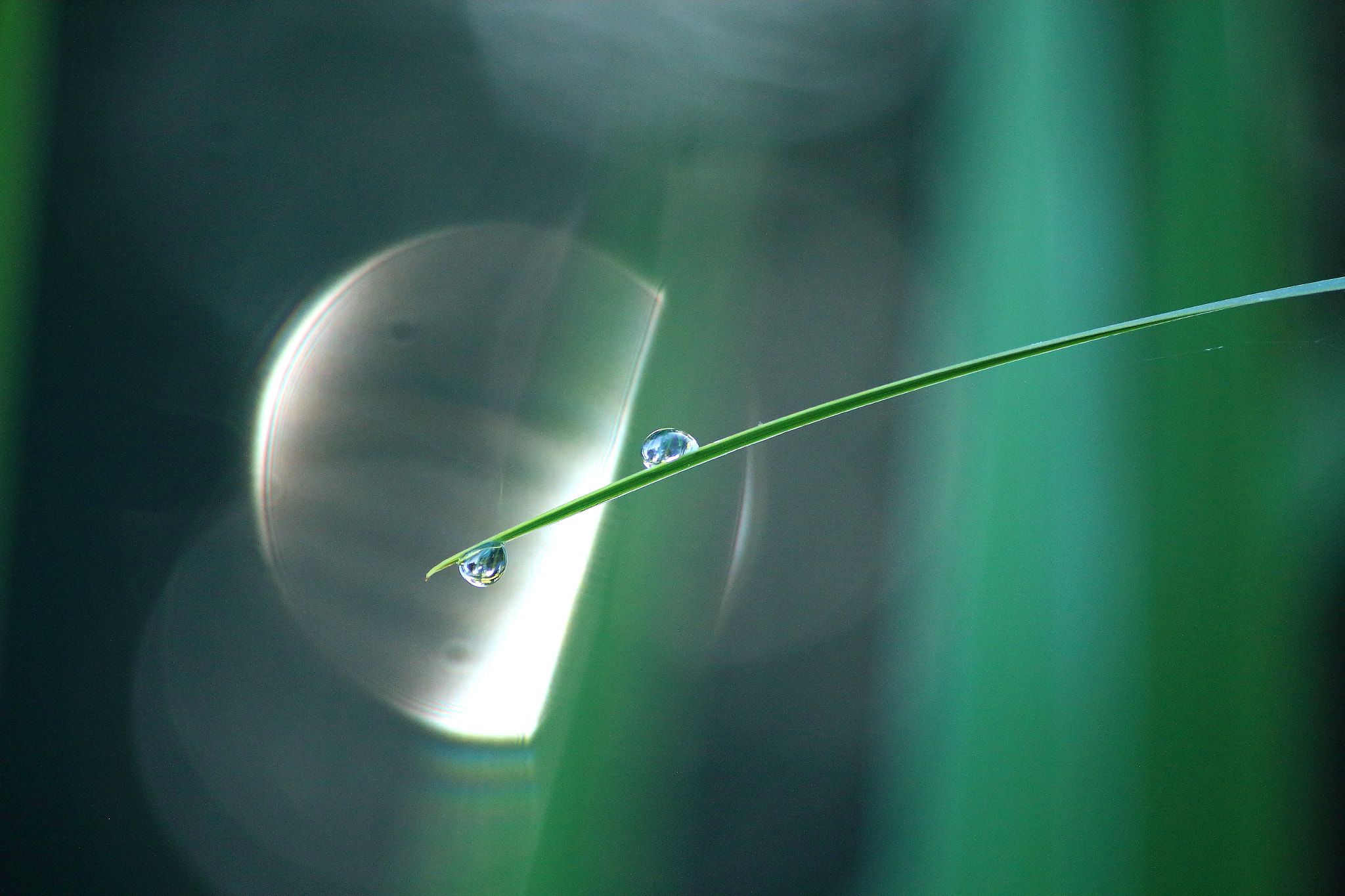 Canon EF-S 55-250mm F4-5.6 IS sample photo. Morning dew photography