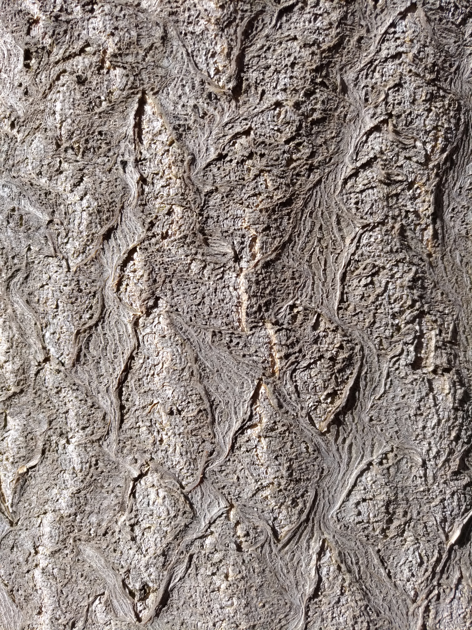 ASUS ZenFone 3 (ZE552KL) sample photo. Tree texture photography