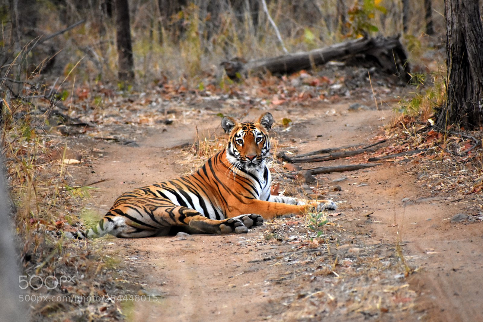 Nikon D7200 sample photo. Bengal tiger photography
