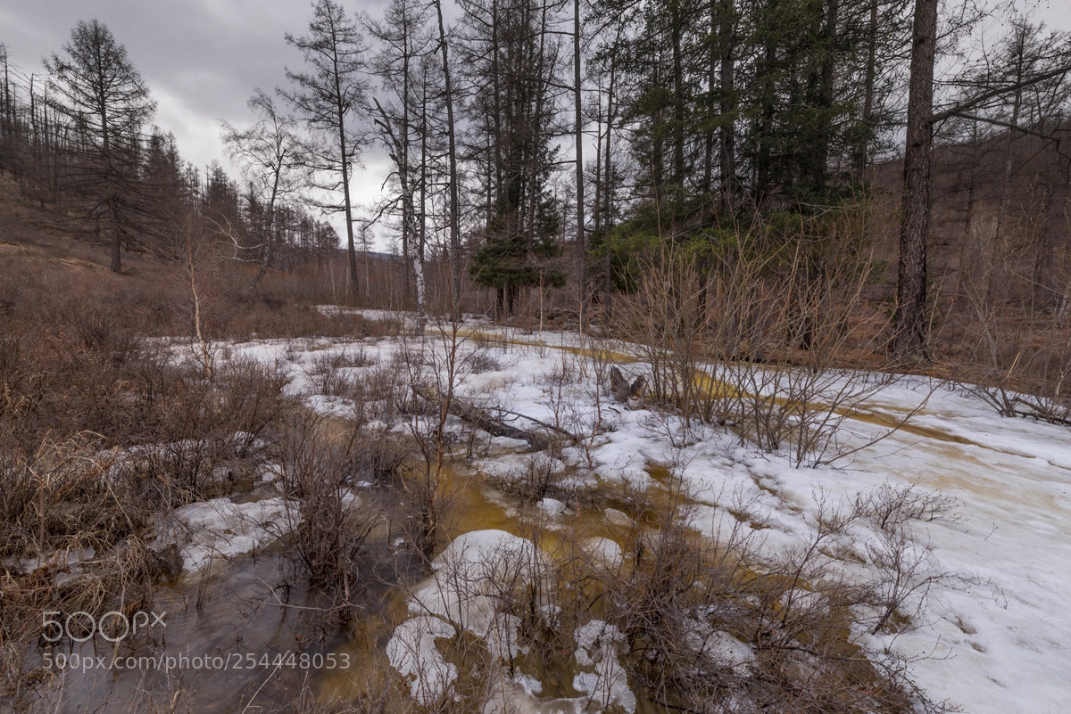 Nikon D800 sample photo. Forest spring photography