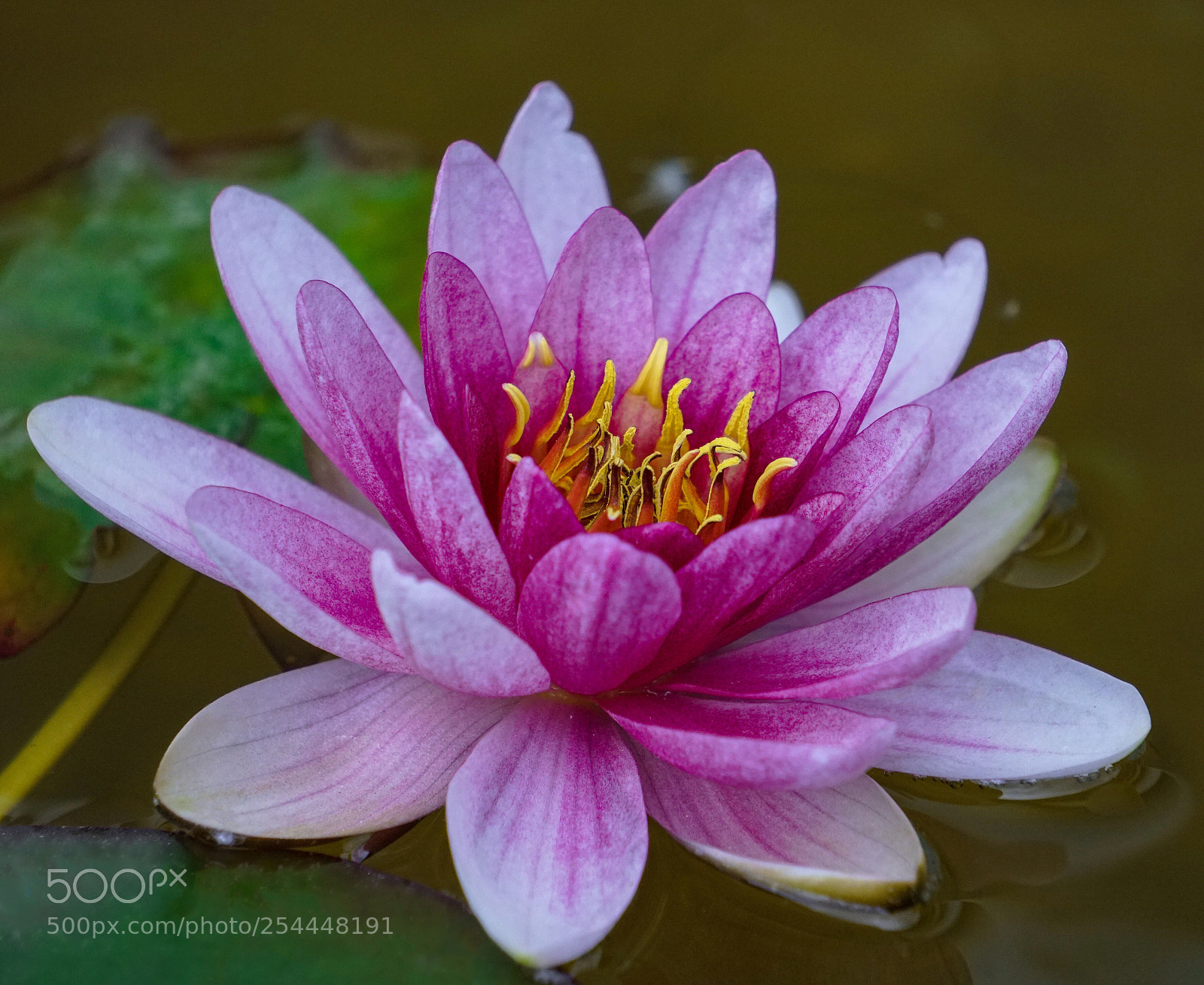 Sony a6500 sample photo. Water lily photography