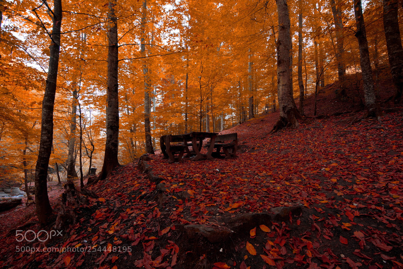 Nikon D600 sample photo. Autumn photography