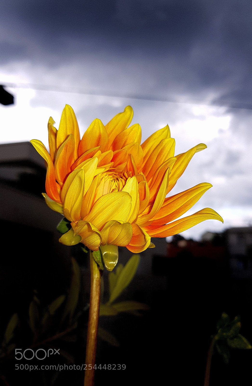 Samsung Galaxy S8+ sample photo. Sunflower sunset photography