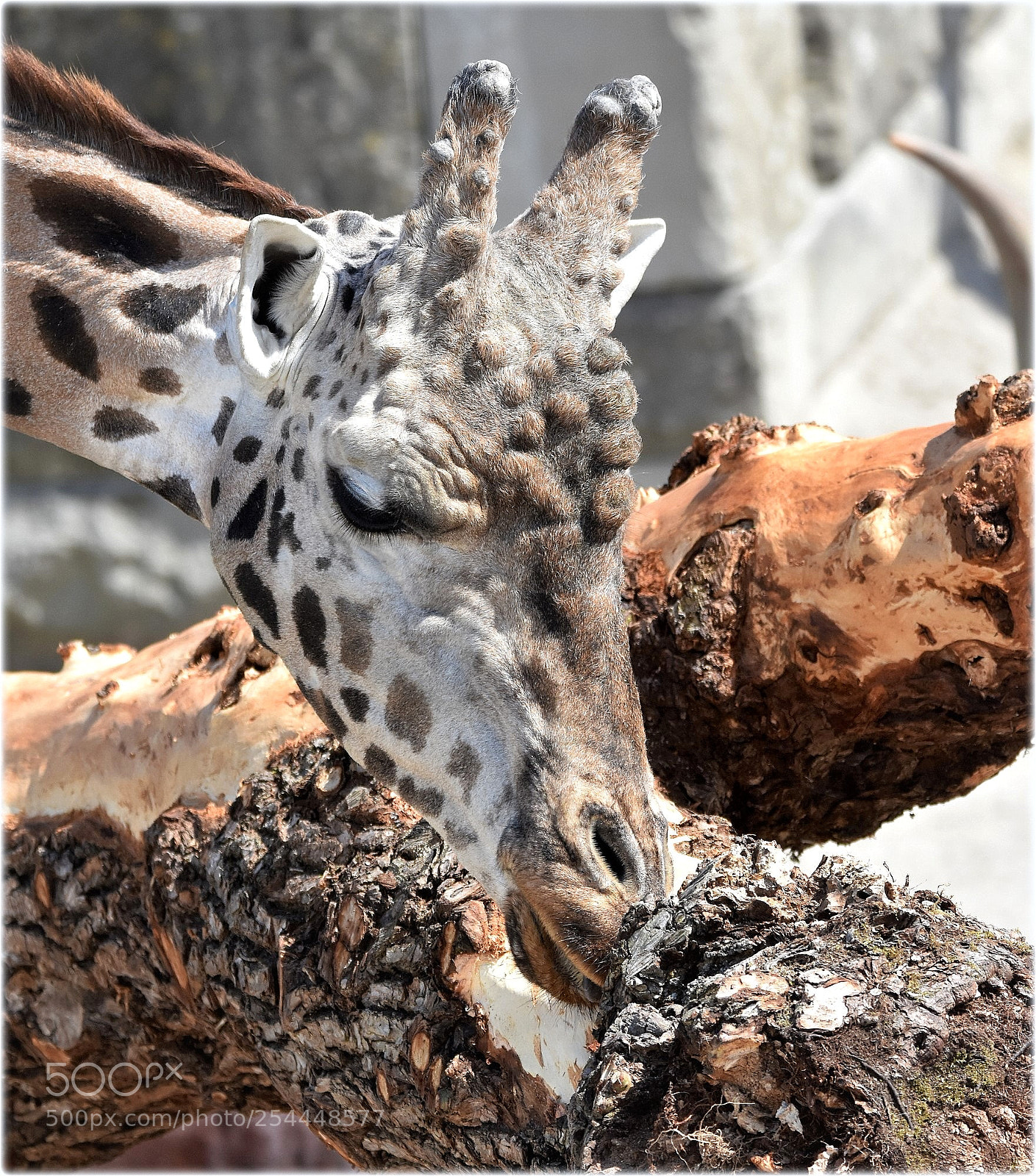 Nikon D7200 sample photo. "giraffe;bull" photography