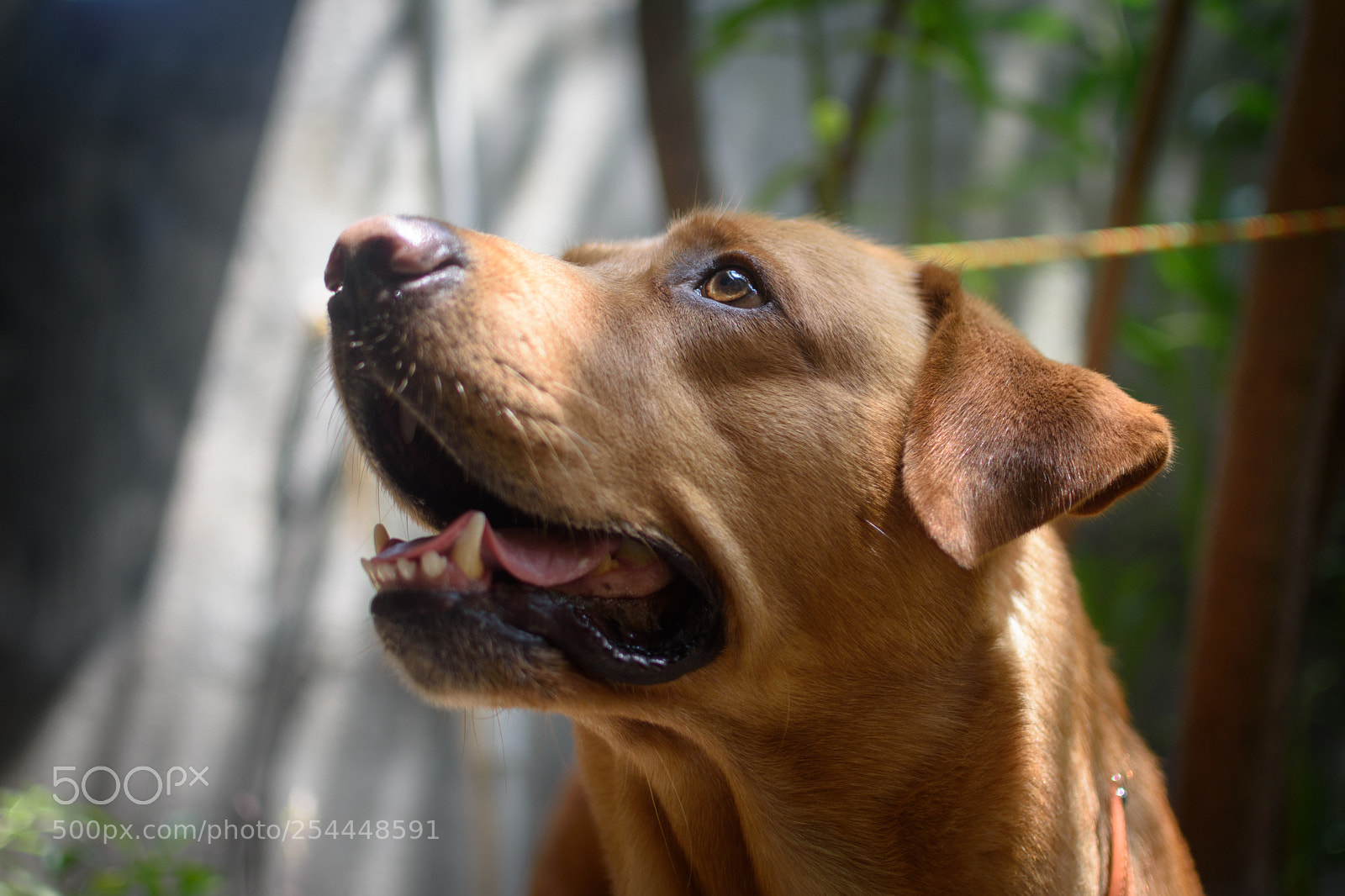 Nikon D7200 sample photo. Dojo and his sauron photography