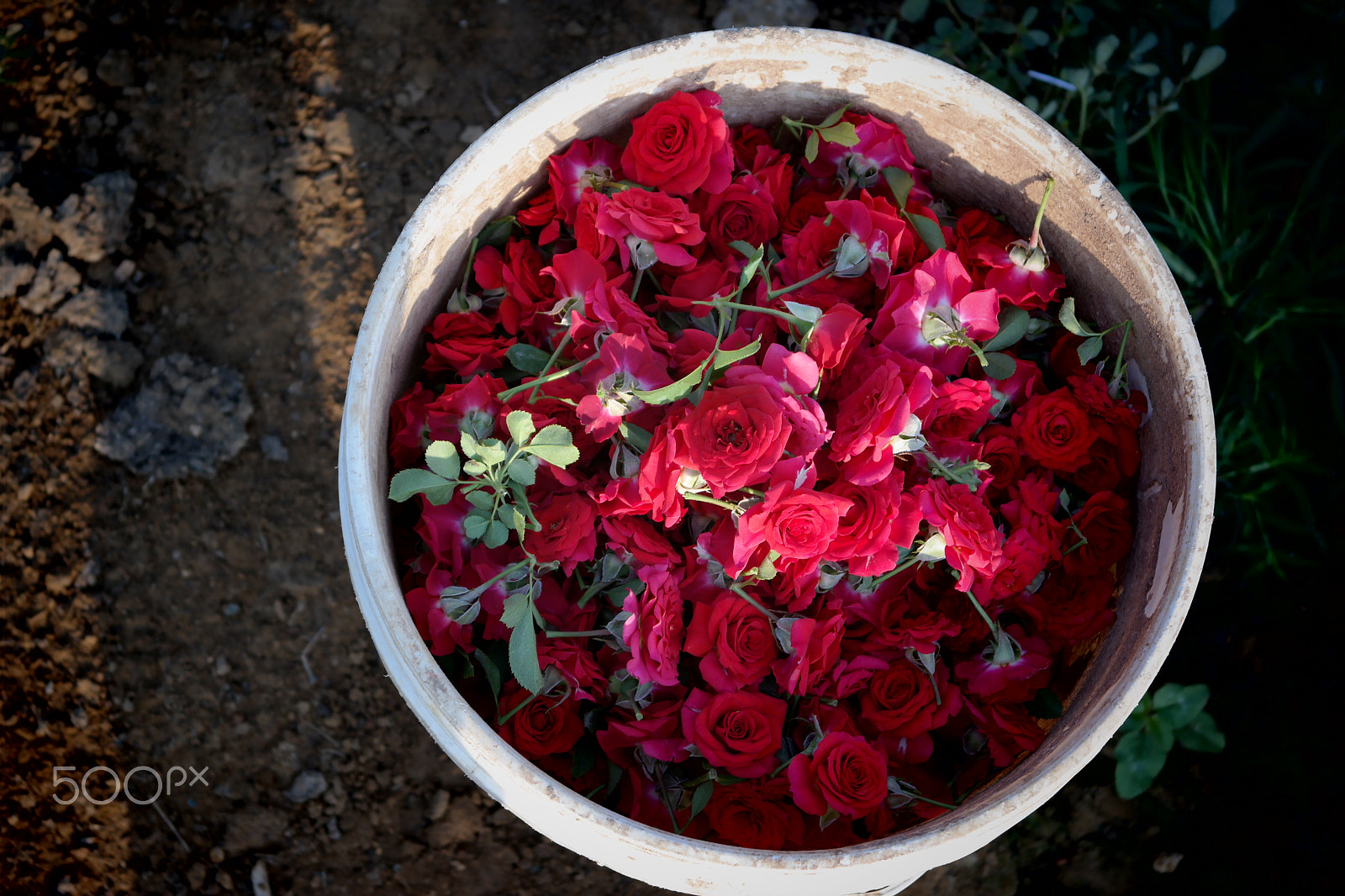 Samsung NX2000 sample photo. A bucket full of love photography