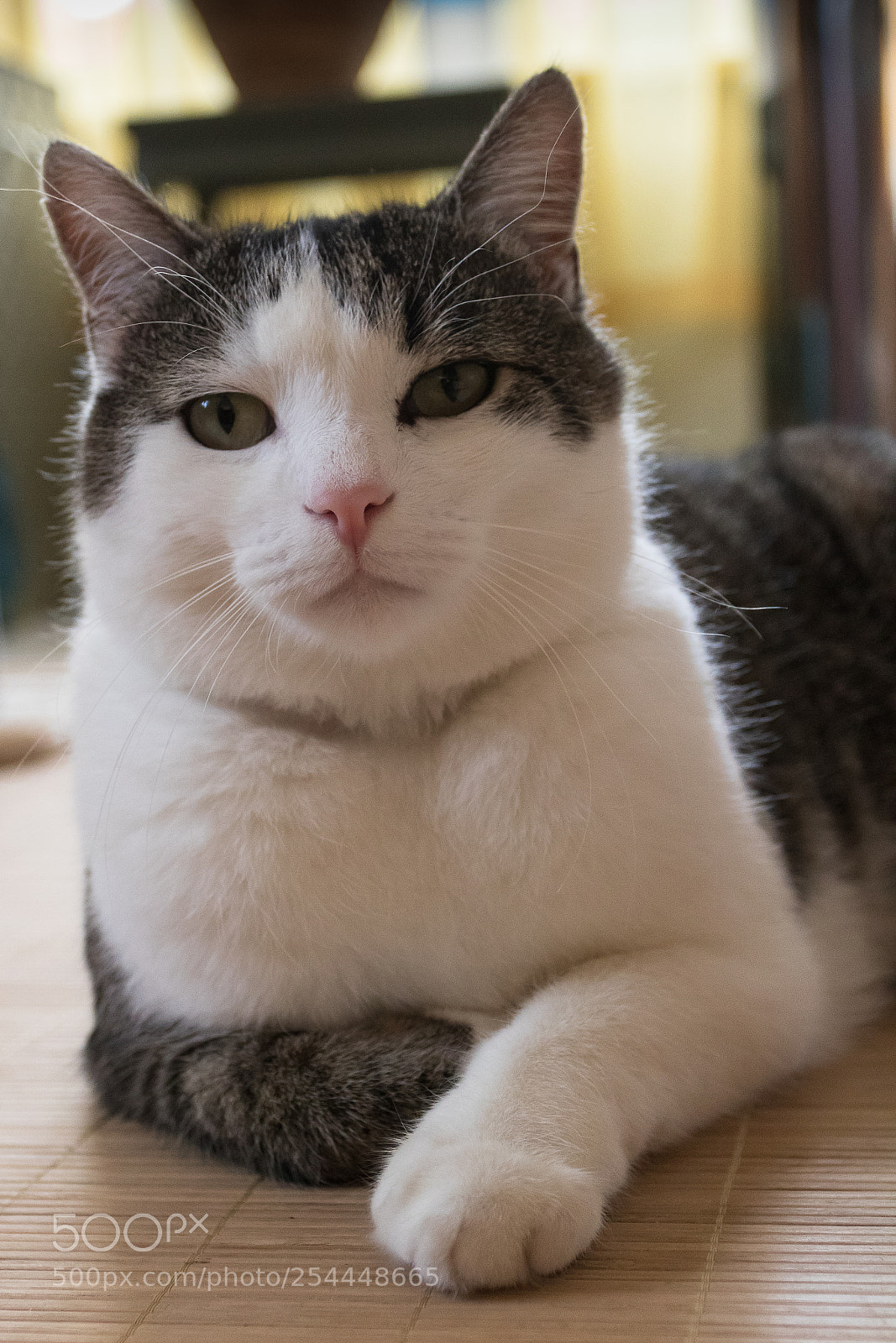 Canon EOS 760D (EOS Rebel T6s / EOS 8000D) sample photo. Le prince photography