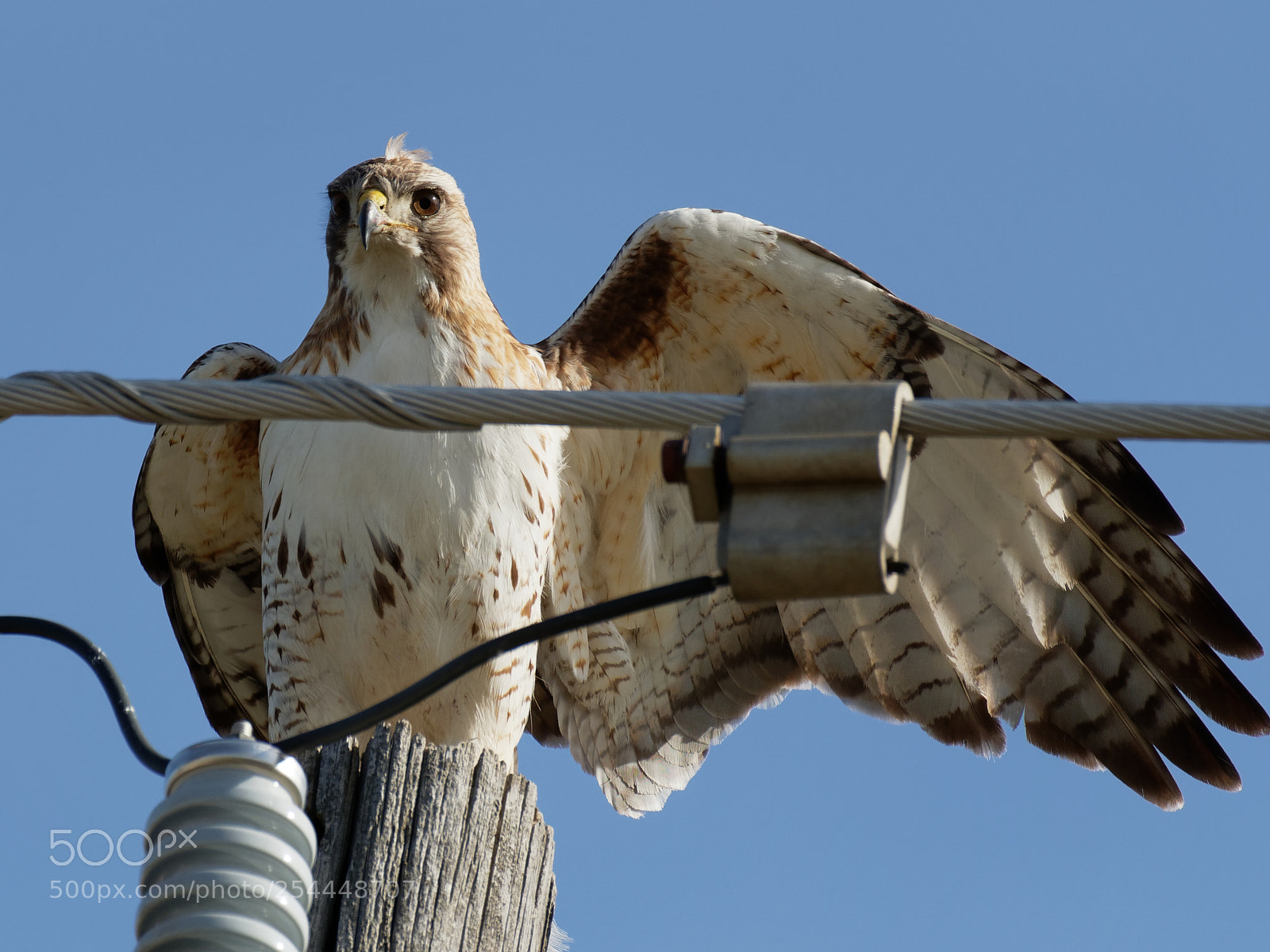 Olympus OM-D E-M1 Mark II sample photo. Red-tailed hawk perched on photography