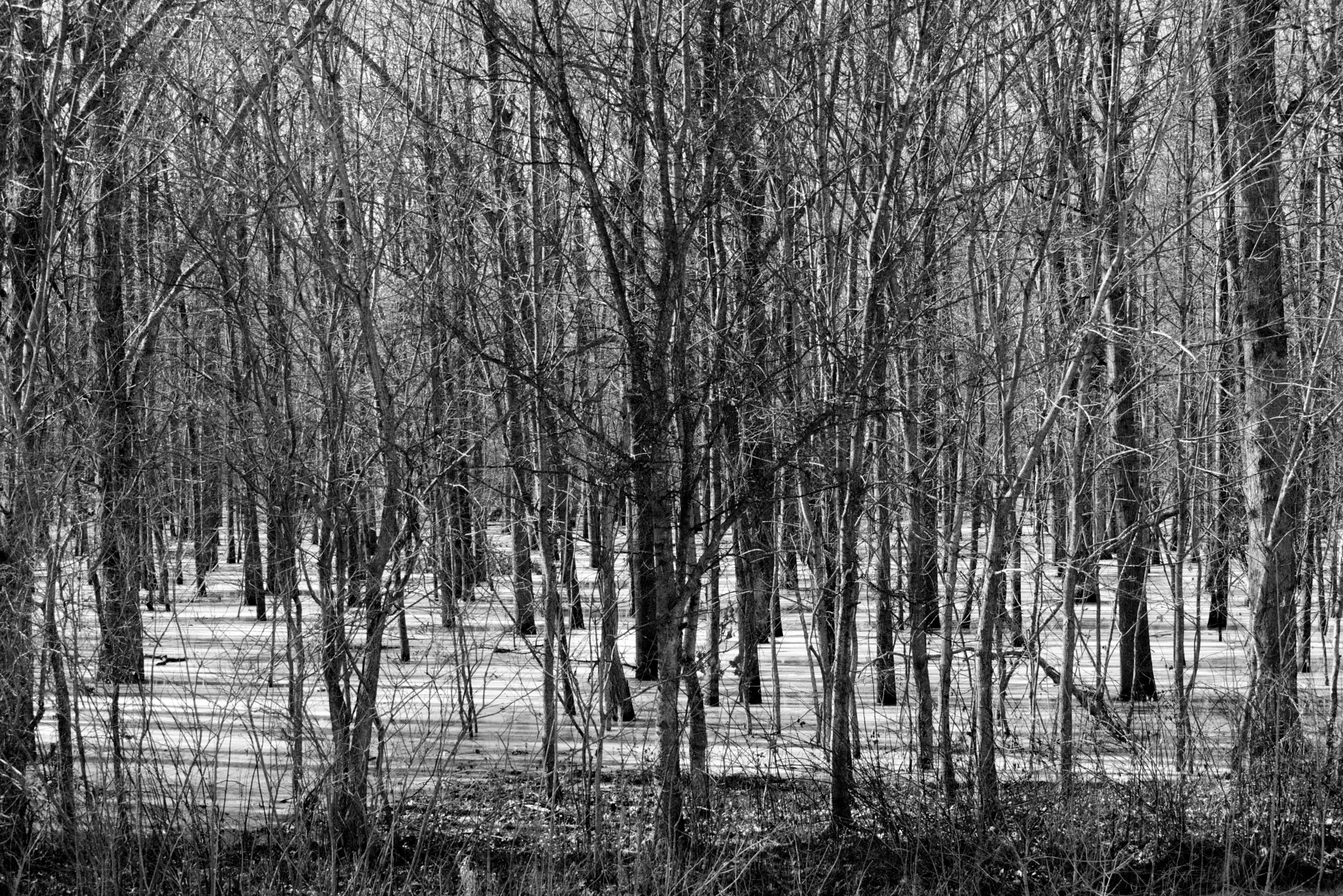 Nikon D5300 sample photo. Woods b&w photography