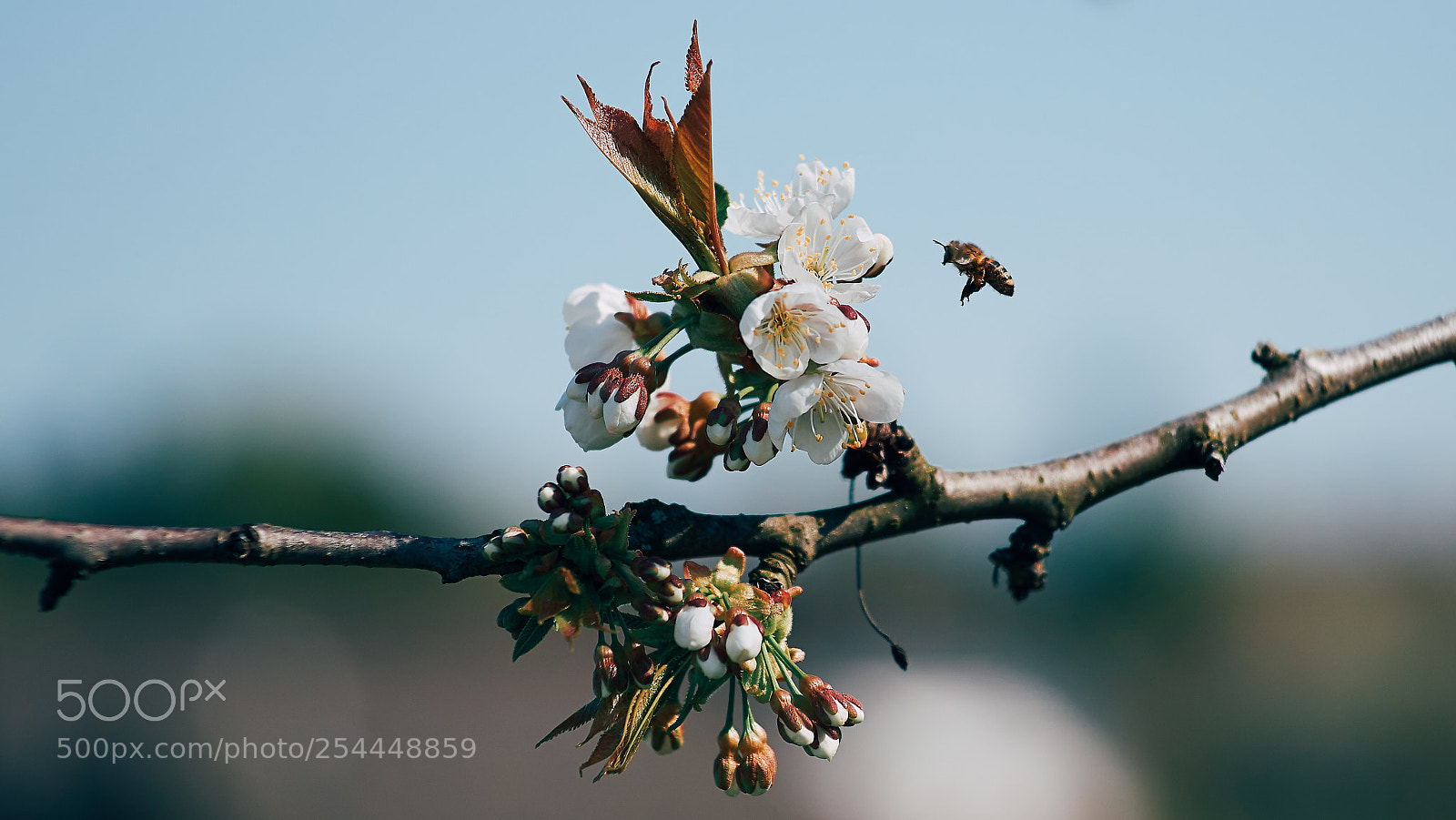 Sony a6000 sample photo. One bee tree... photography