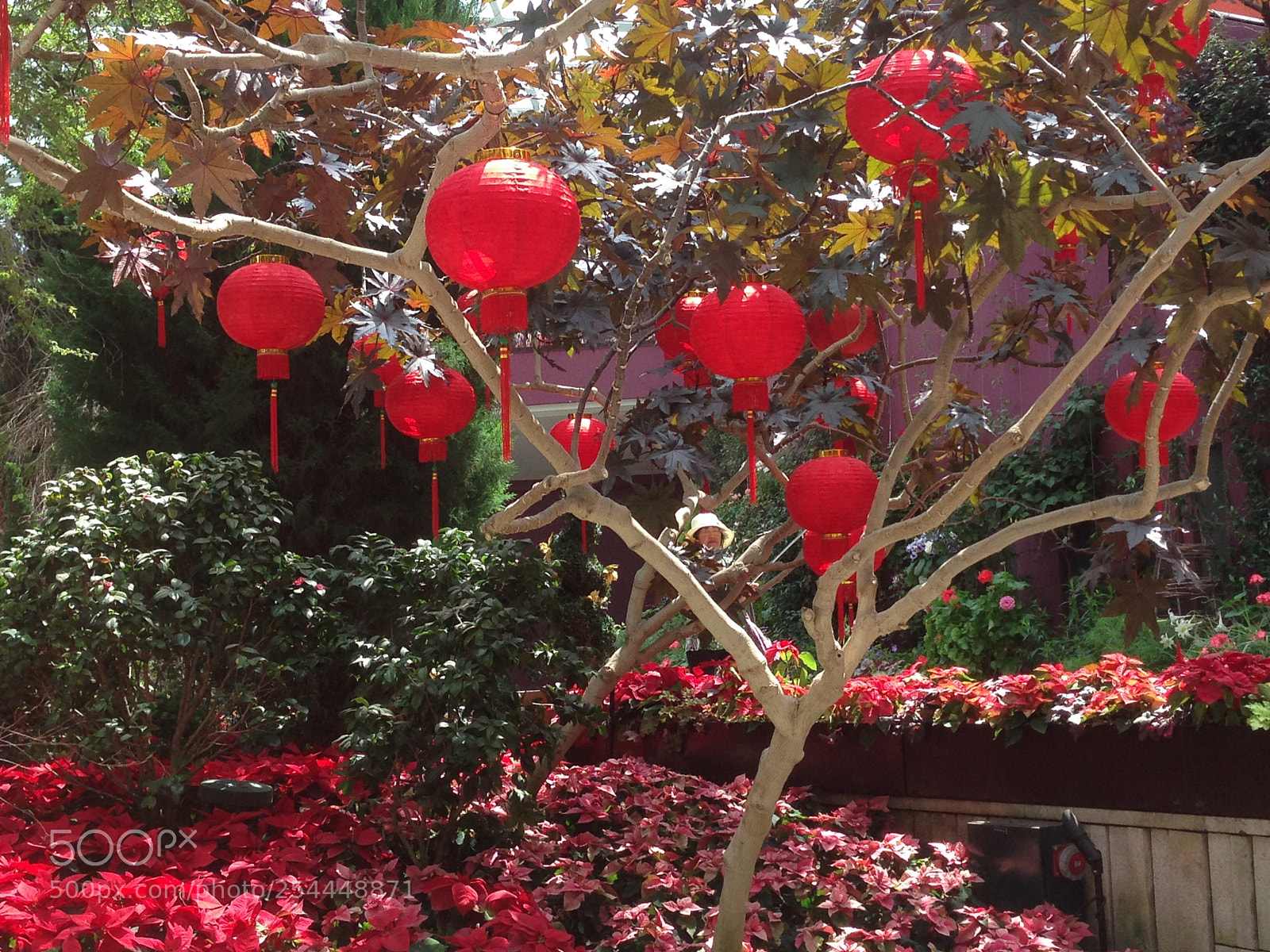 Apple iPhone 5 sample photo. Red lanterns photography