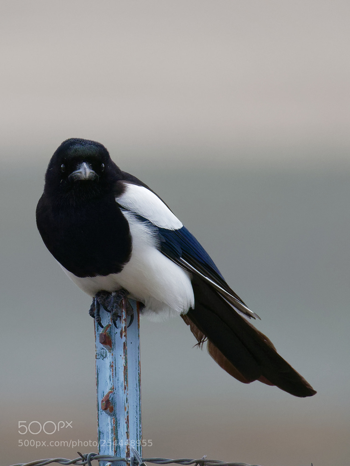 Olympus OM-D E-M1 Mark II sample photo. Black-billed magpie sitting on photography