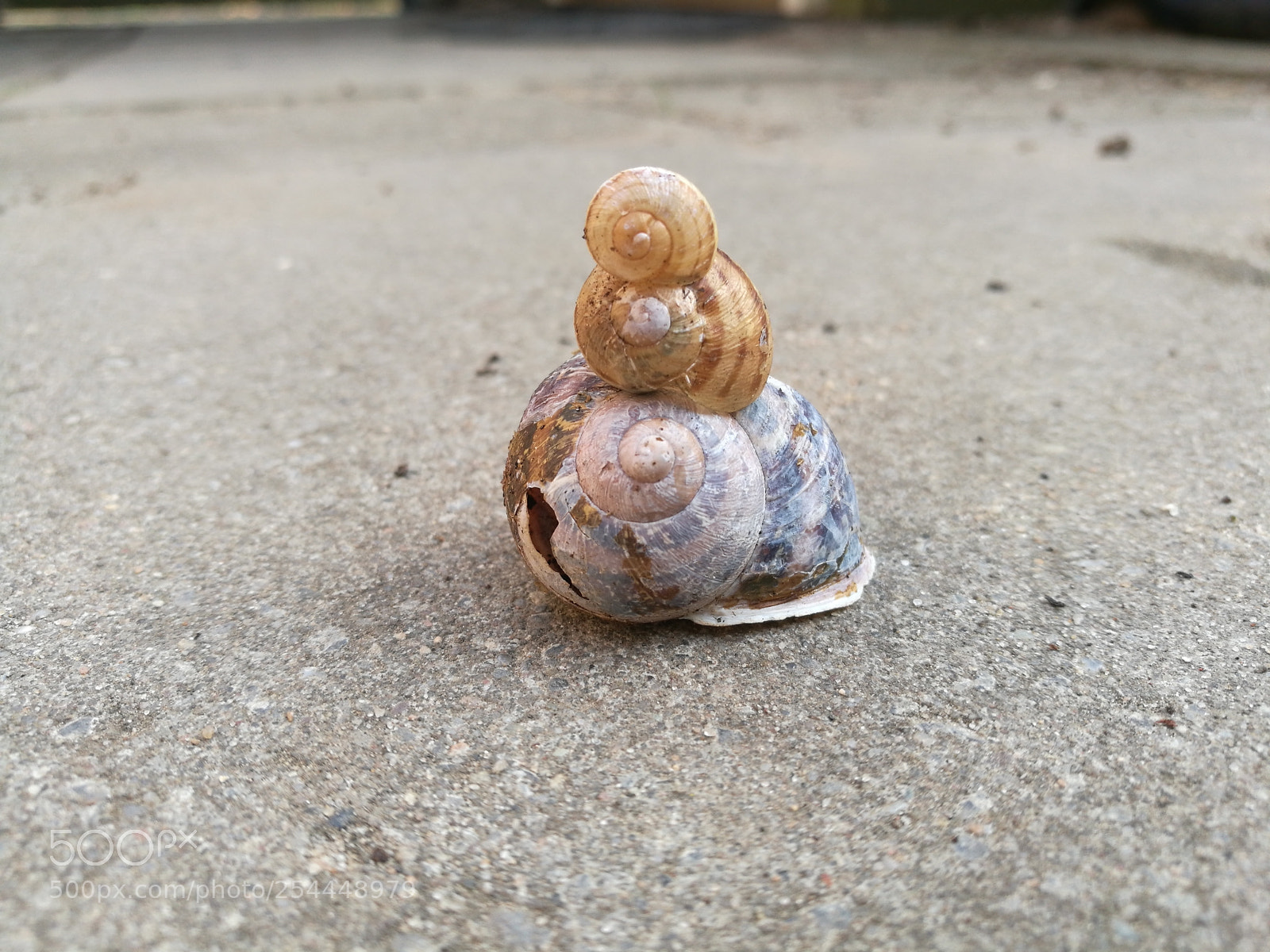HUAWEI P9 sample photo. Snailhouse~ photography