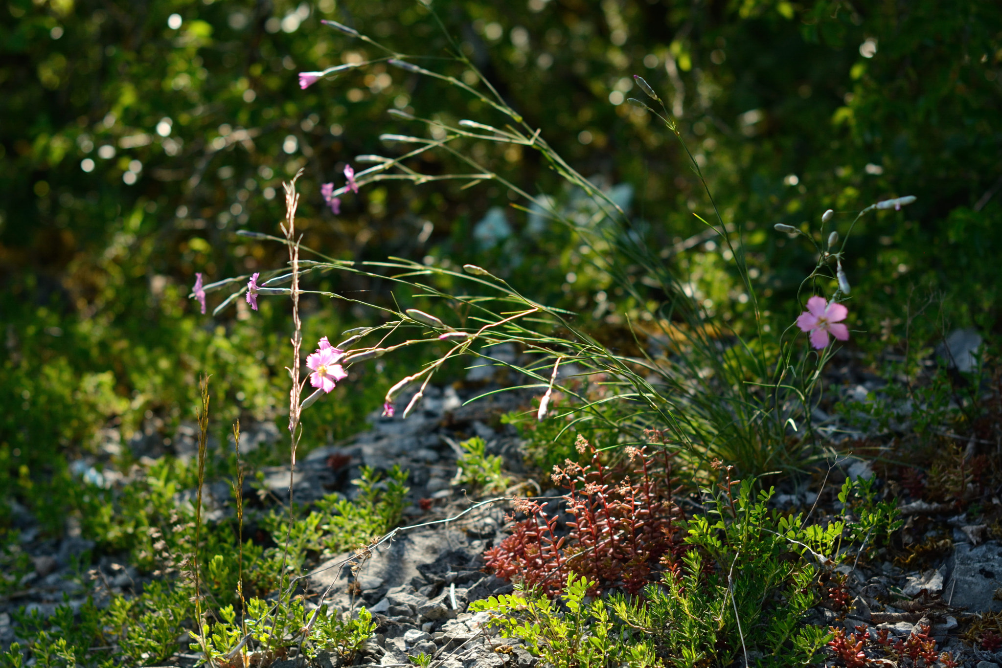 Nikon D5200 sample photo. Undergrowth with geranium sylvaticum photography