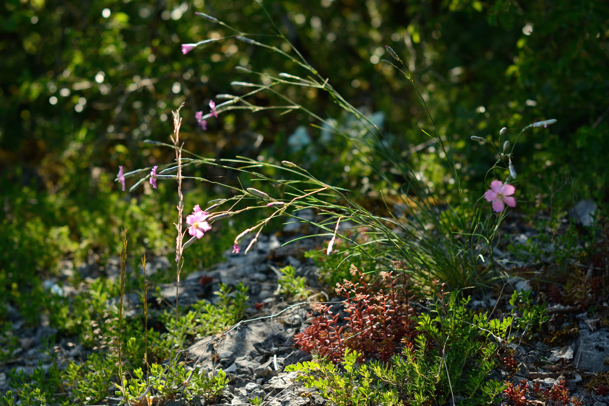 Nikon D5200 + Nikon AF-S Nikkor 50mm F1.4G sample photo. Undergrowth with geranium sylvaticum photography