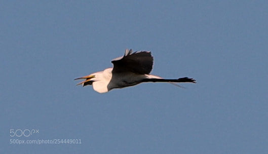 Canon EOS-1D X Mark II sample photo. 04-20-18-0013739.jpg photography